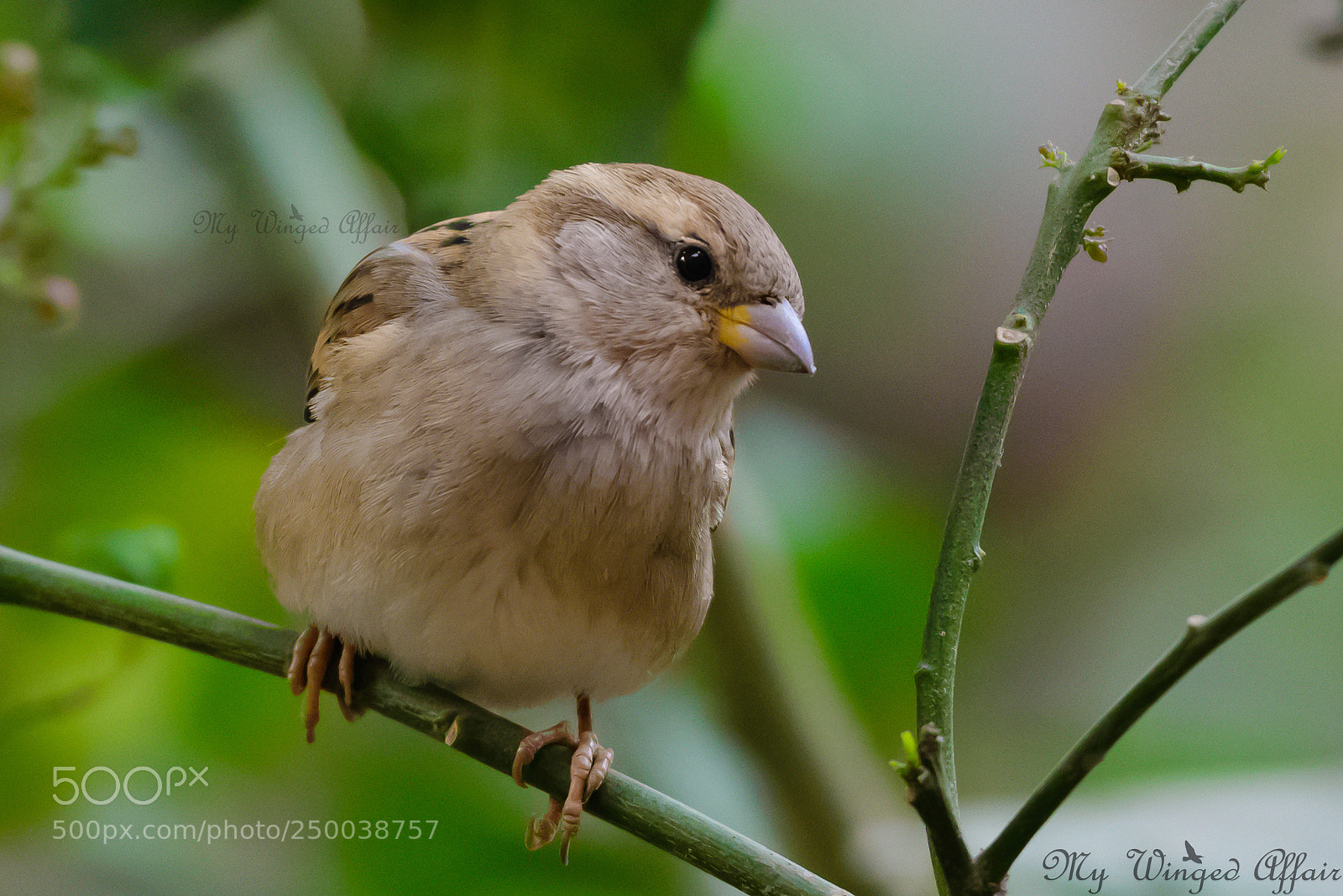 Nikon D610 sample photo. Today is world sparrow photography