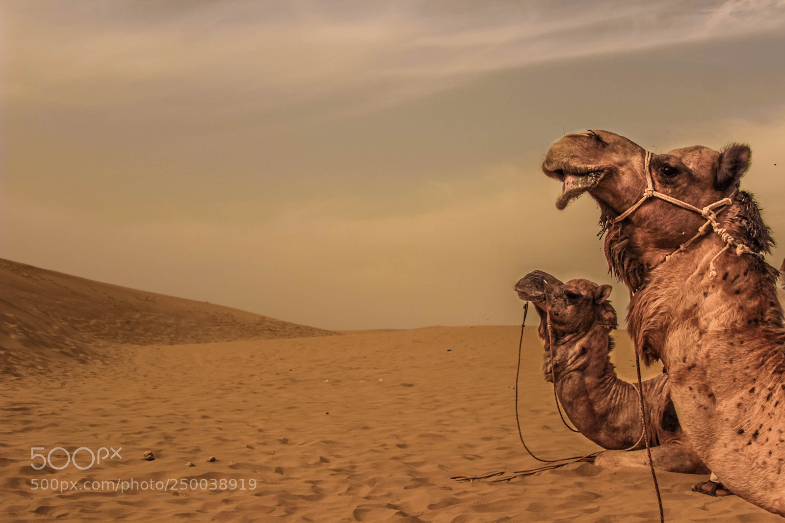 Canon EOS 600D (Rebel EOS T3i / EOS Kiss X5) sample photo. Gaurdians of the dunes photography