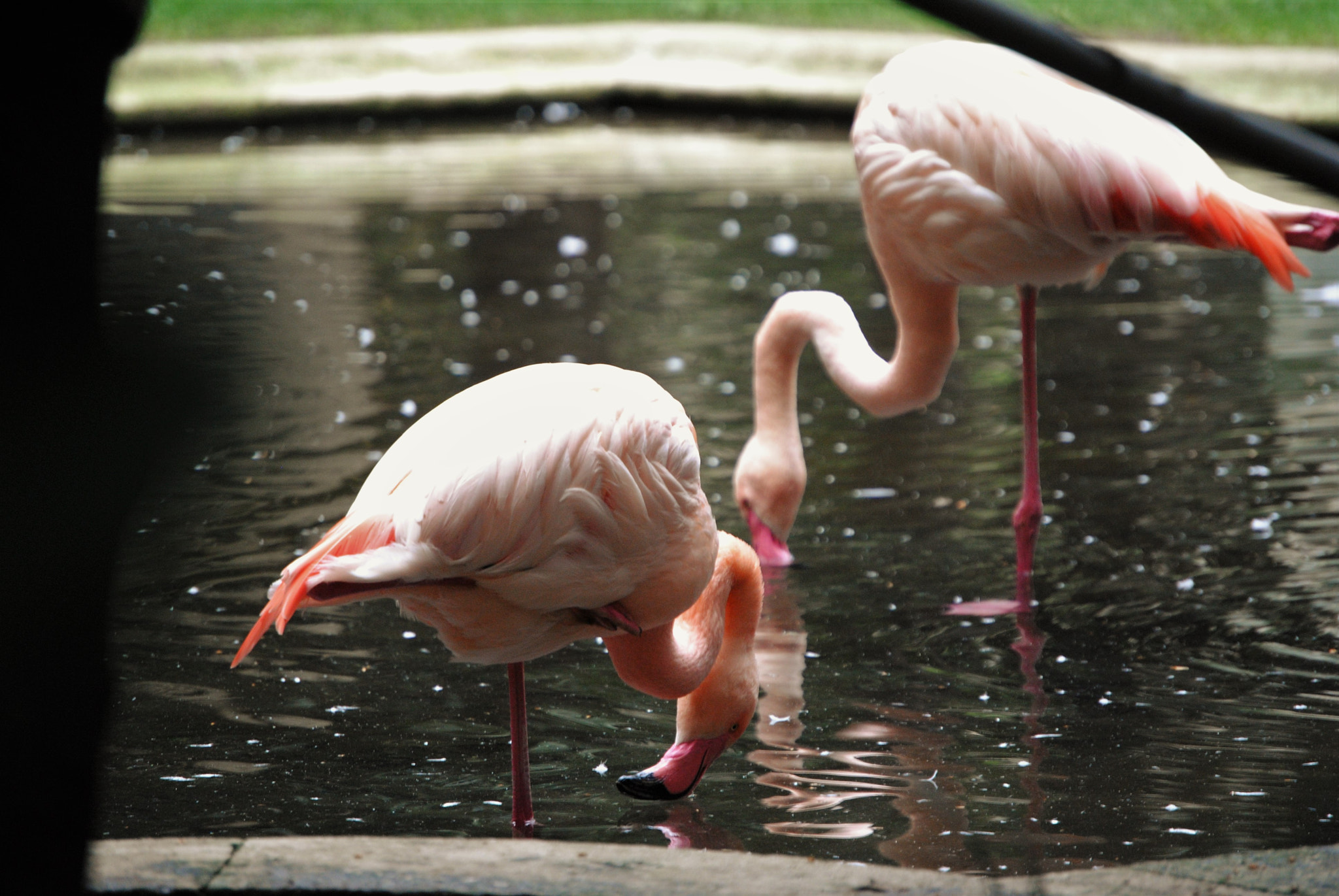 Nikon D3000 sample photo. Pink flamingos photography