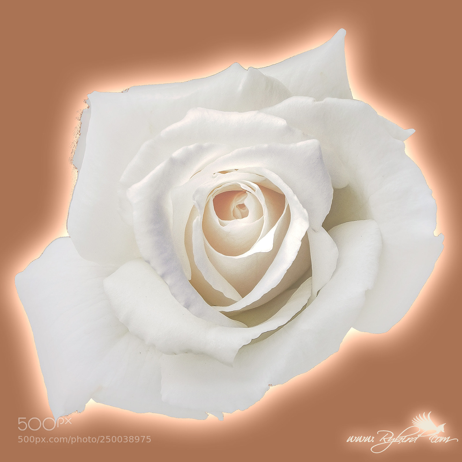 Fujifilm FinePix S1 sample photo. Roses are peachy photography