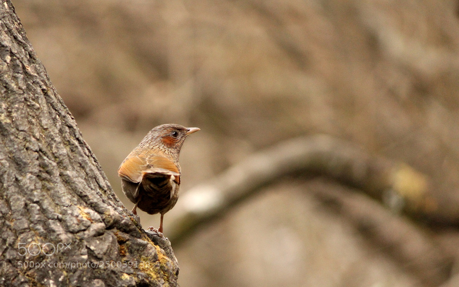 Canon EF-S 55-250mm F4-5.6 IS II sample photo. Streaked laughingthrush photography