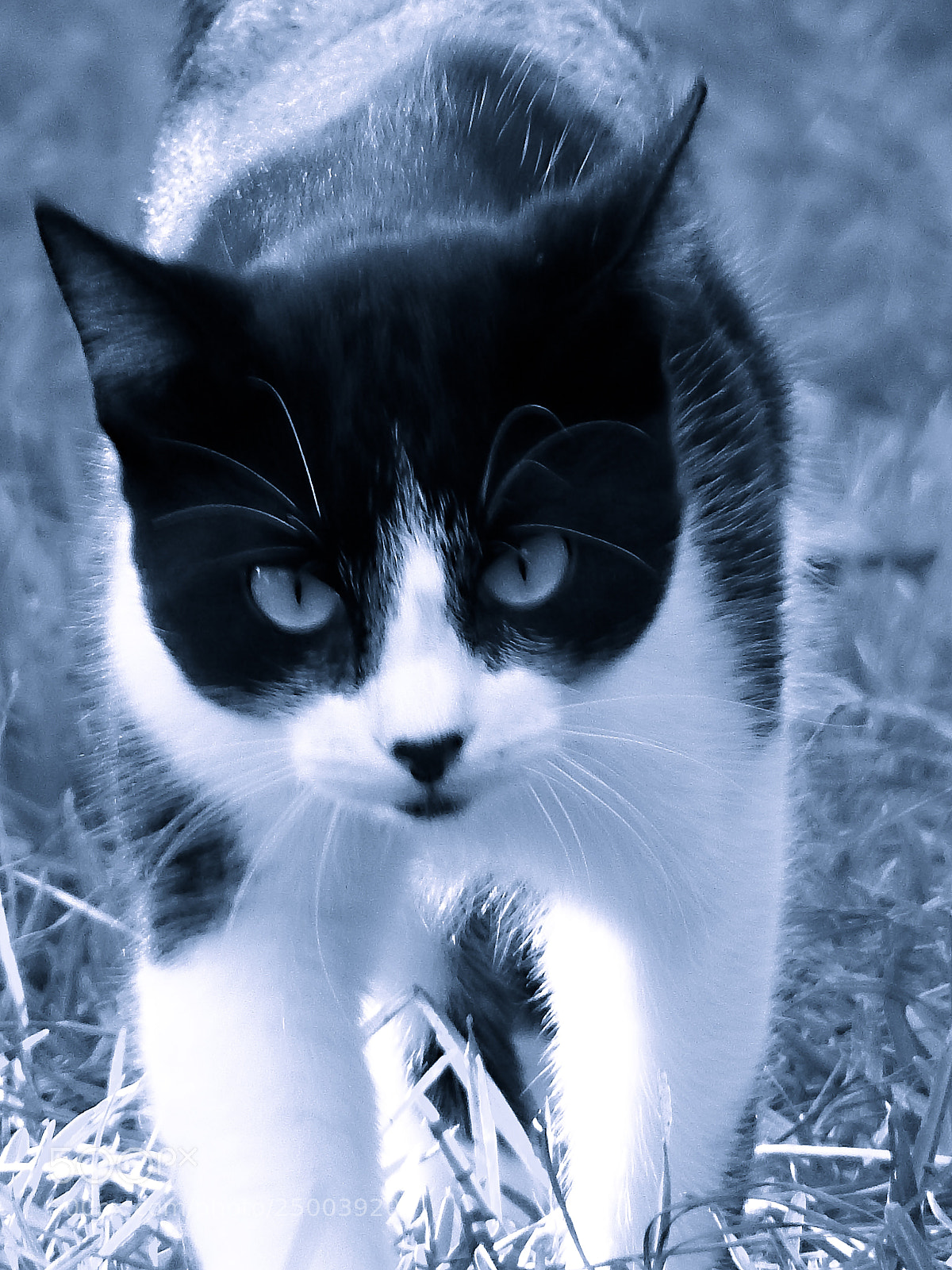 Fujifilm FinePix S1 sample photo. Blue aura photography