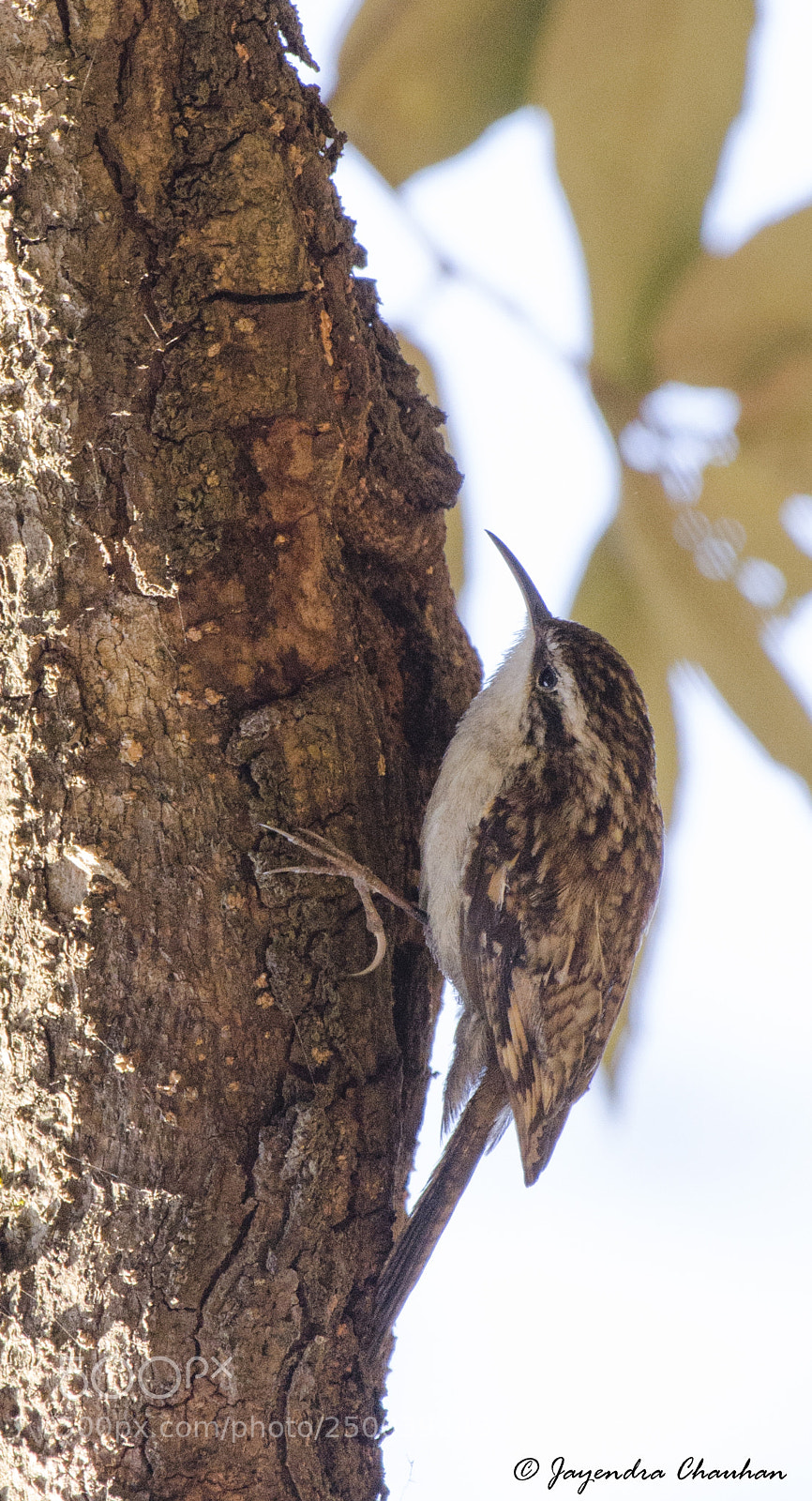 Nikon D5100 sample photo. Himalayan tree creeper or photography