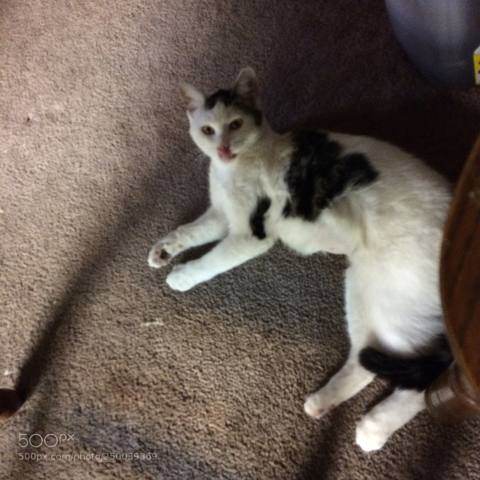 Apple iPhone 5s sample photo. Kitty photography