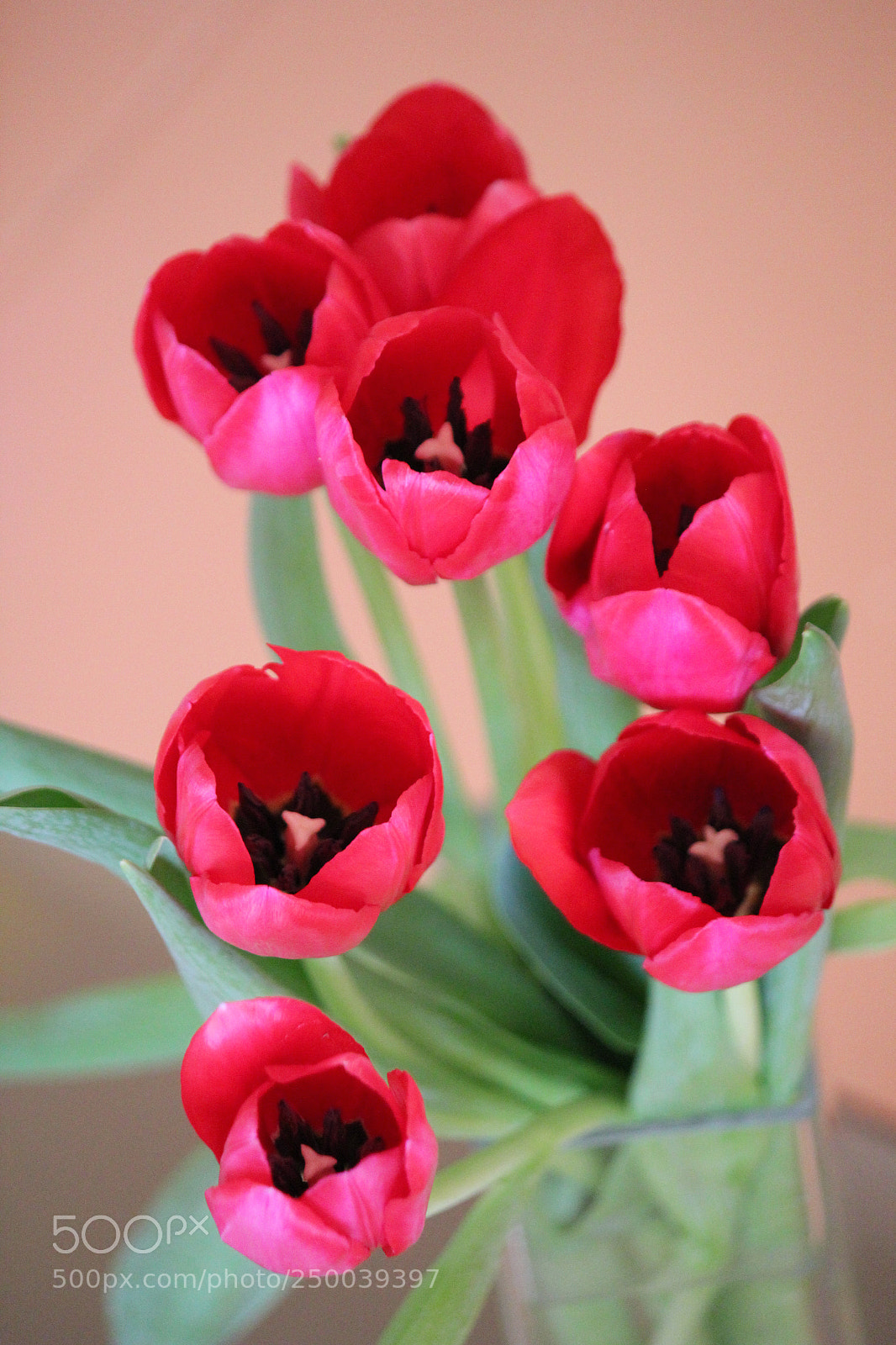Canon EOS 550D (EOS Rebel T2i / EOS Kiss X4) sample photo. Tulips in a vase photography