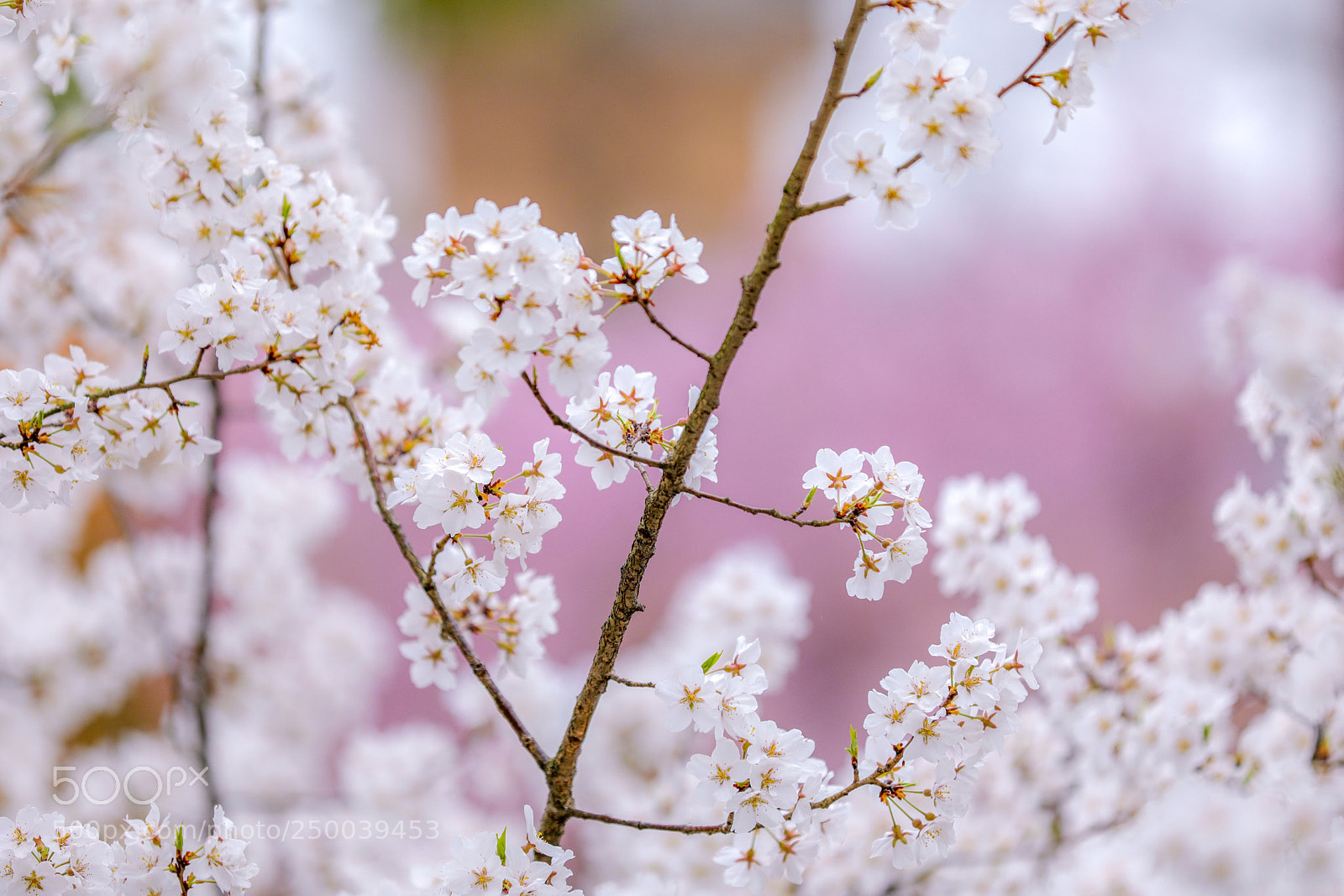 Canon EOS 5D Mark IV sample photo. Japanesesakura 
cherry blossom photography