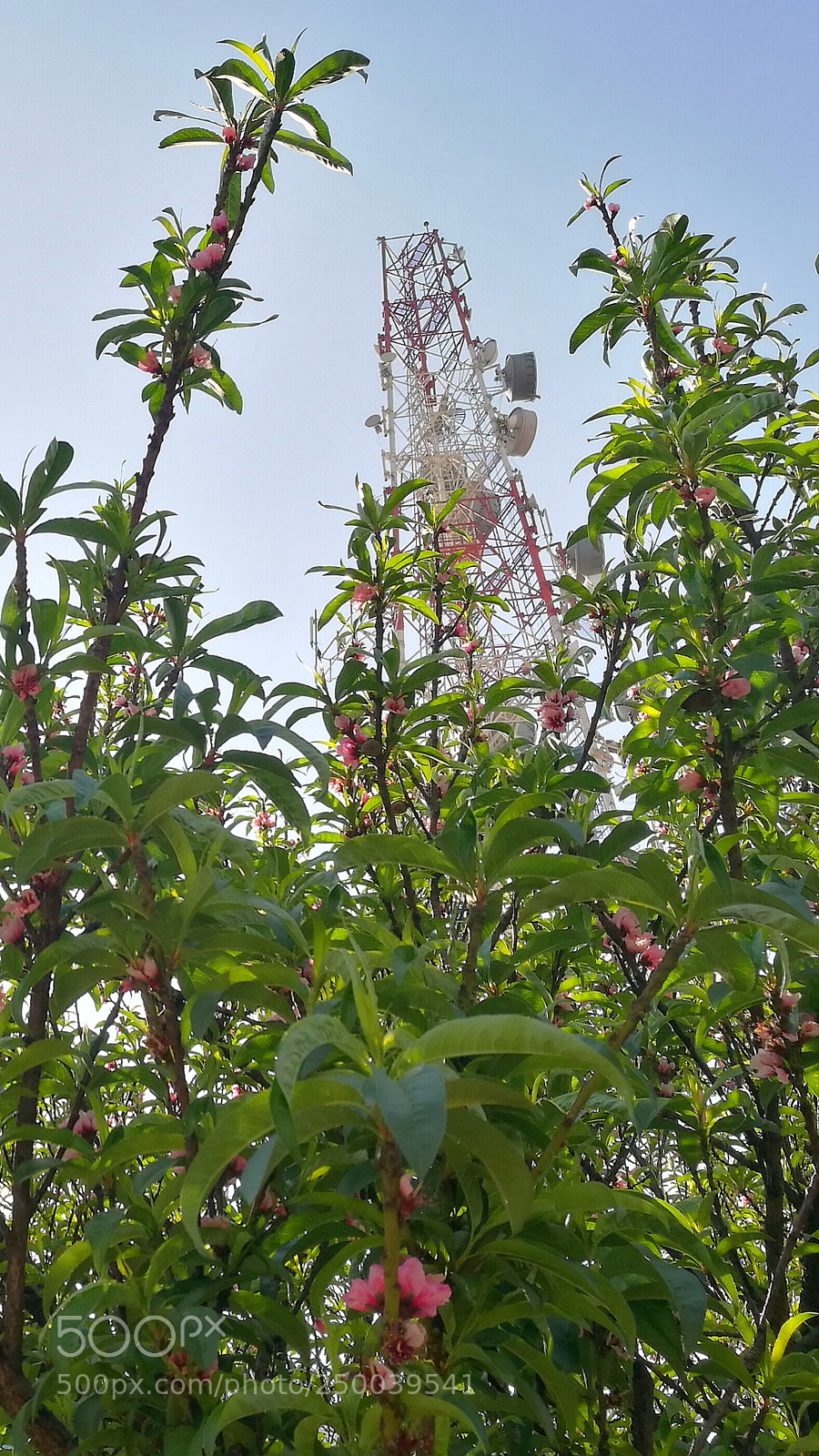HUAWEI P9 sample photo. Up with the spring photography
