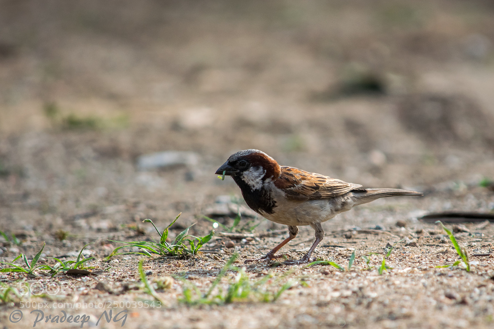 Nikon D3300 sample photo. House sparrow photography