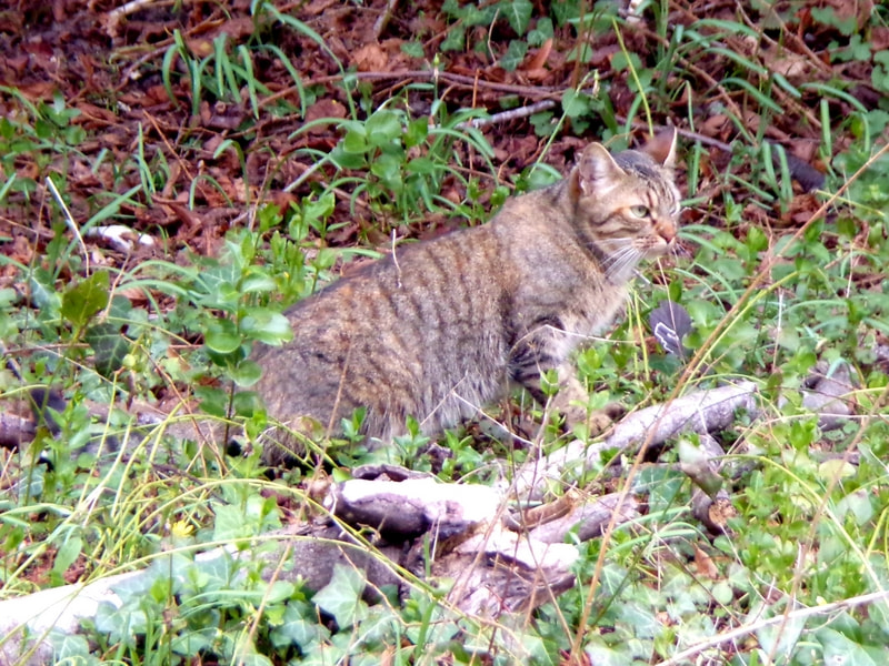 JK KODAK PIXPRO AZ421 sample photo. Le chat photography