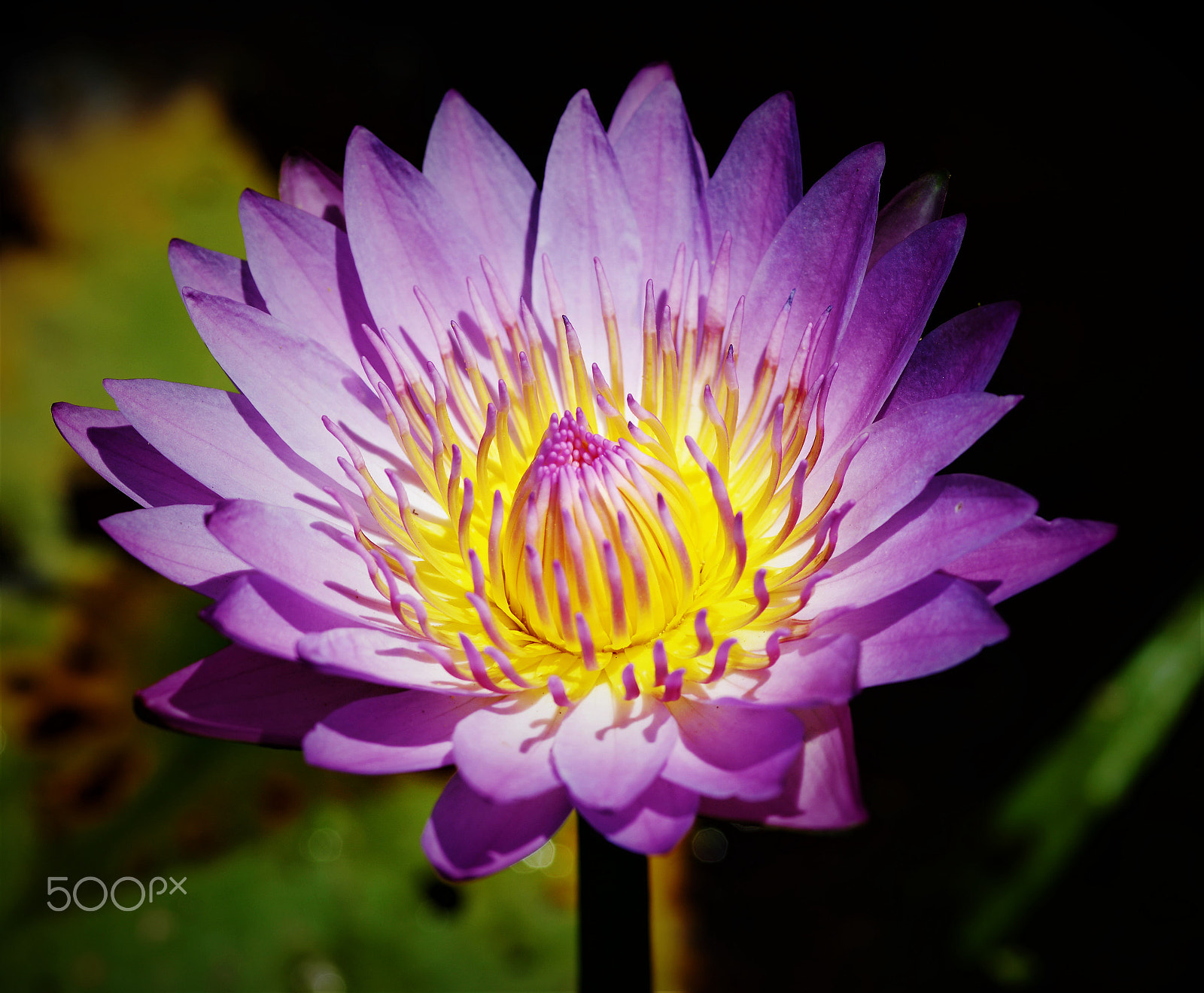 Nikon D7100 sample photo. Lotus1 photography
