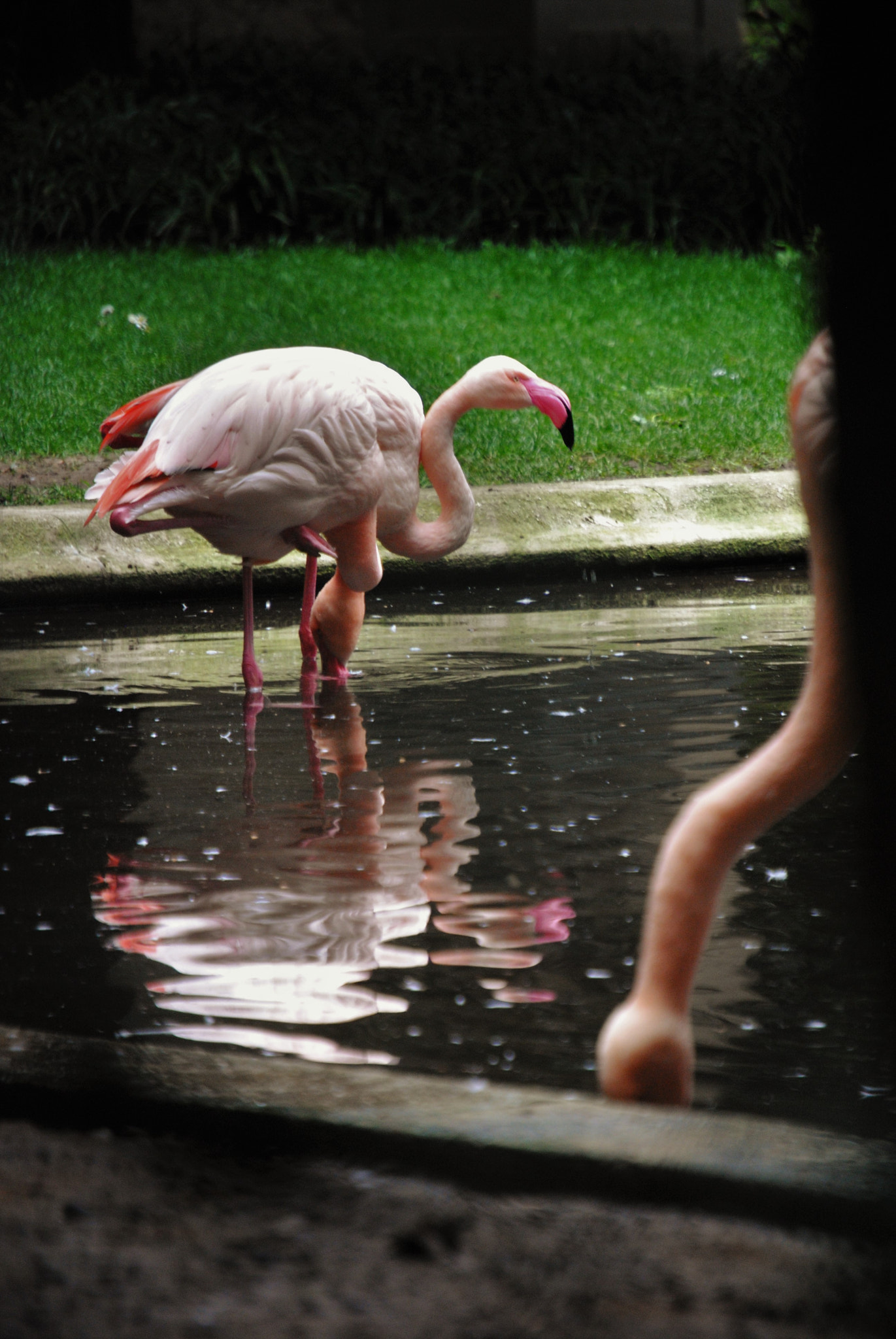 Nikon D3000 sample photo. Pink flamingos ii photography