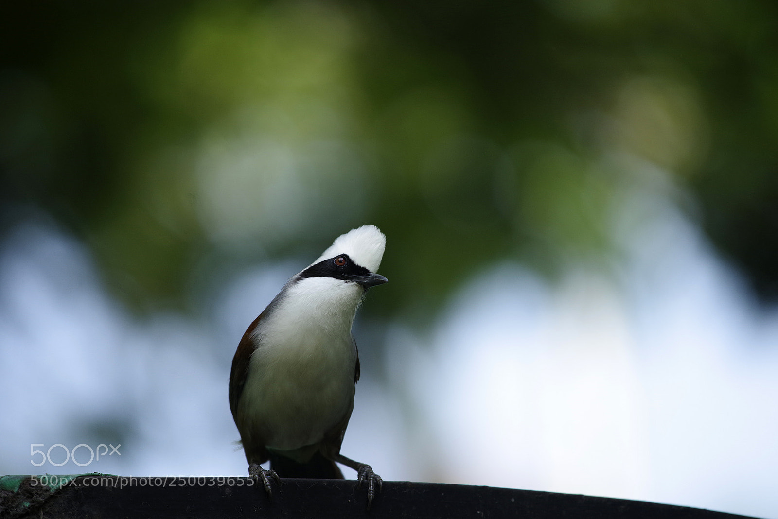 Pentax K-1 sample photo. Aaa photography