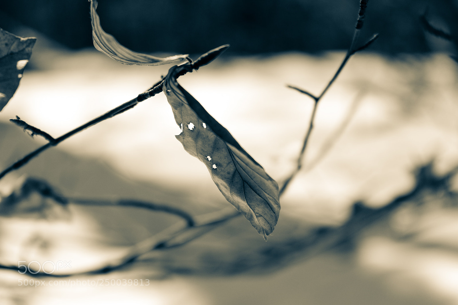 Canon EOS 700D (EOS Rebel T5i / EOS Kiss X7i) sample photo. Dancing leaves photography
