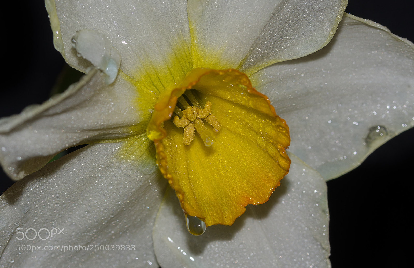Nikon D7000 sample photo. Flower photography