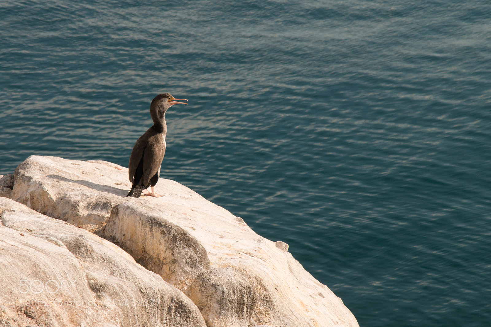 Canon EOS 70D sample photo. Spotted shag 1 photography