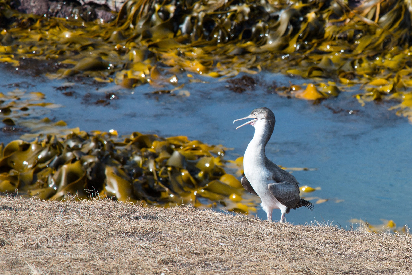 Canon EOS 70D sample photo. Spotted shag 2 photography
