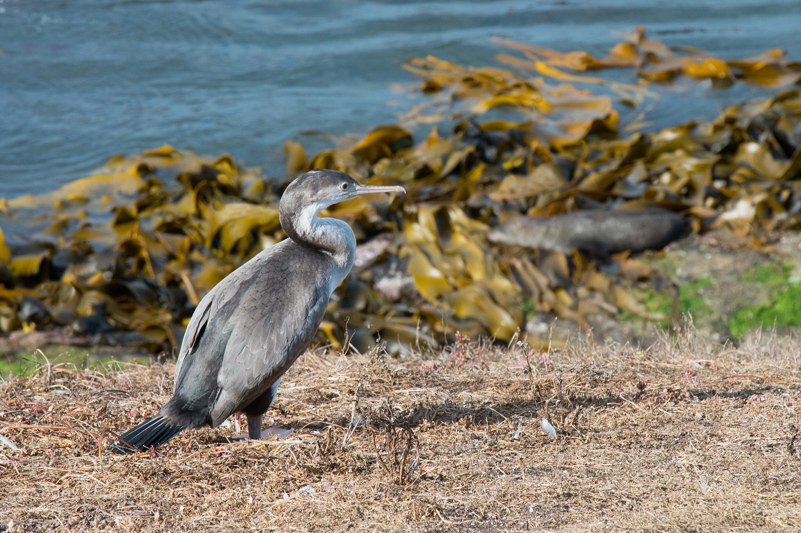 Canon EOS 70D sample photo. Spotted shag 3 photography