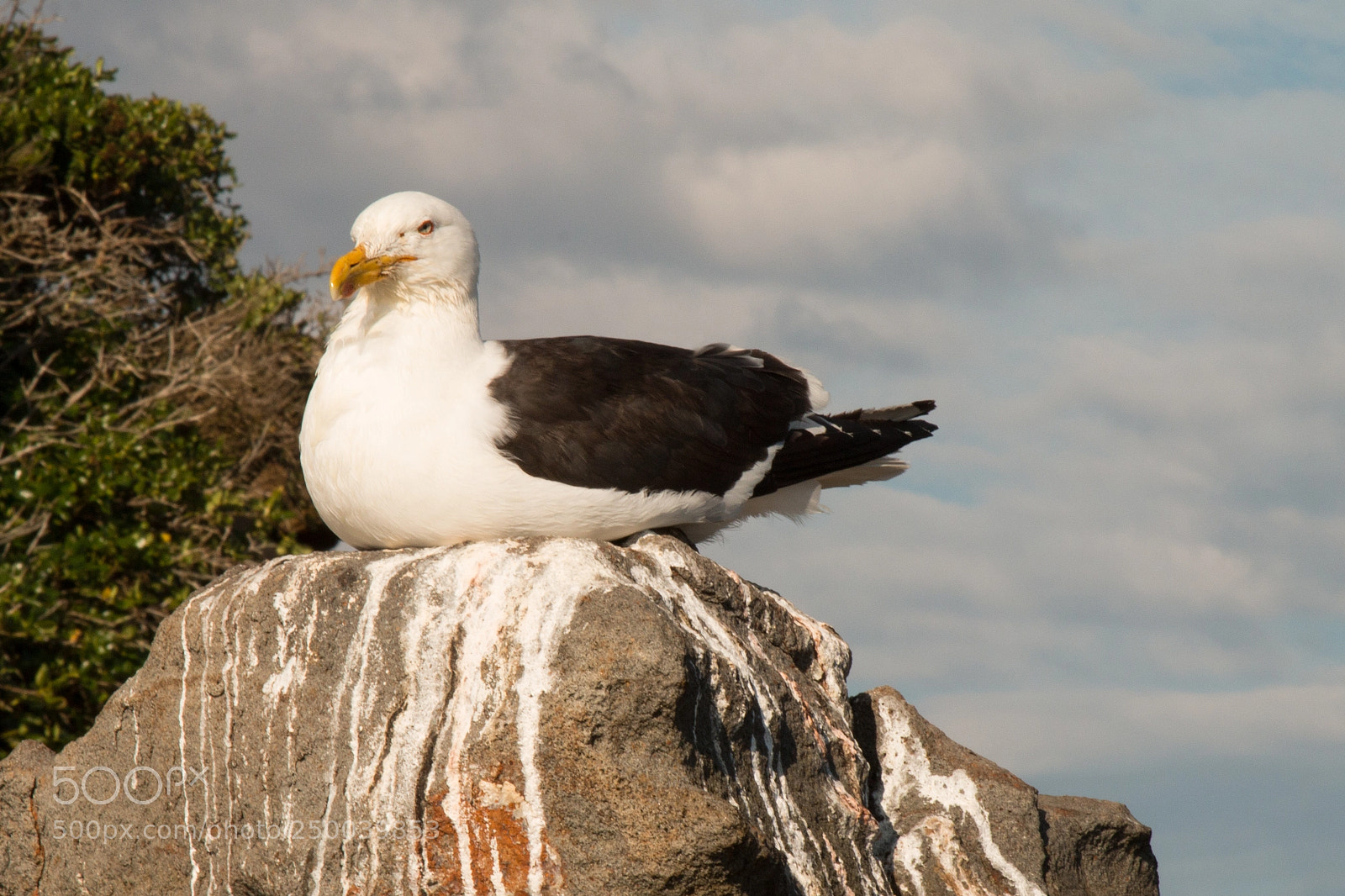 Canon EOS 70D sample photo. Great black-backed gull photography
