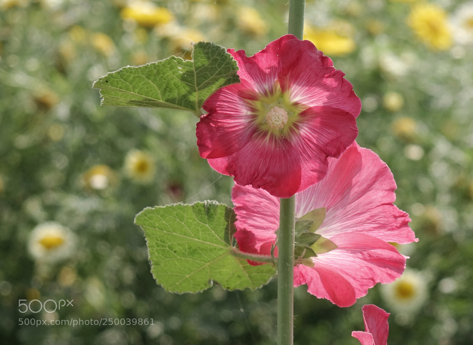 Sony Cyber-shot DSC-RX10 sample photo. Flowers photography