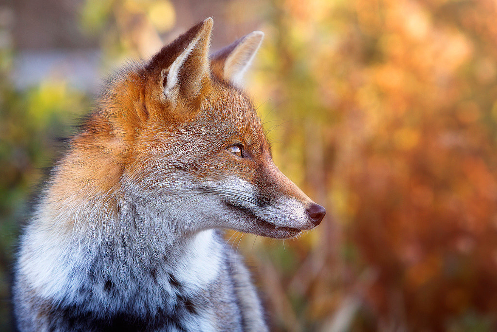 the look of the fox by Daniele Carmassi on 500px.com