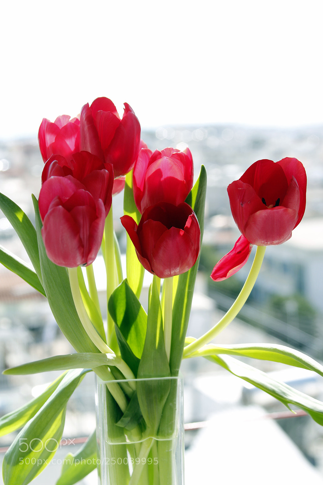 Canon EOS 550D (EOS Rebel T2i / EOS Kiss X4) sample photo. Tulips in a vase photography