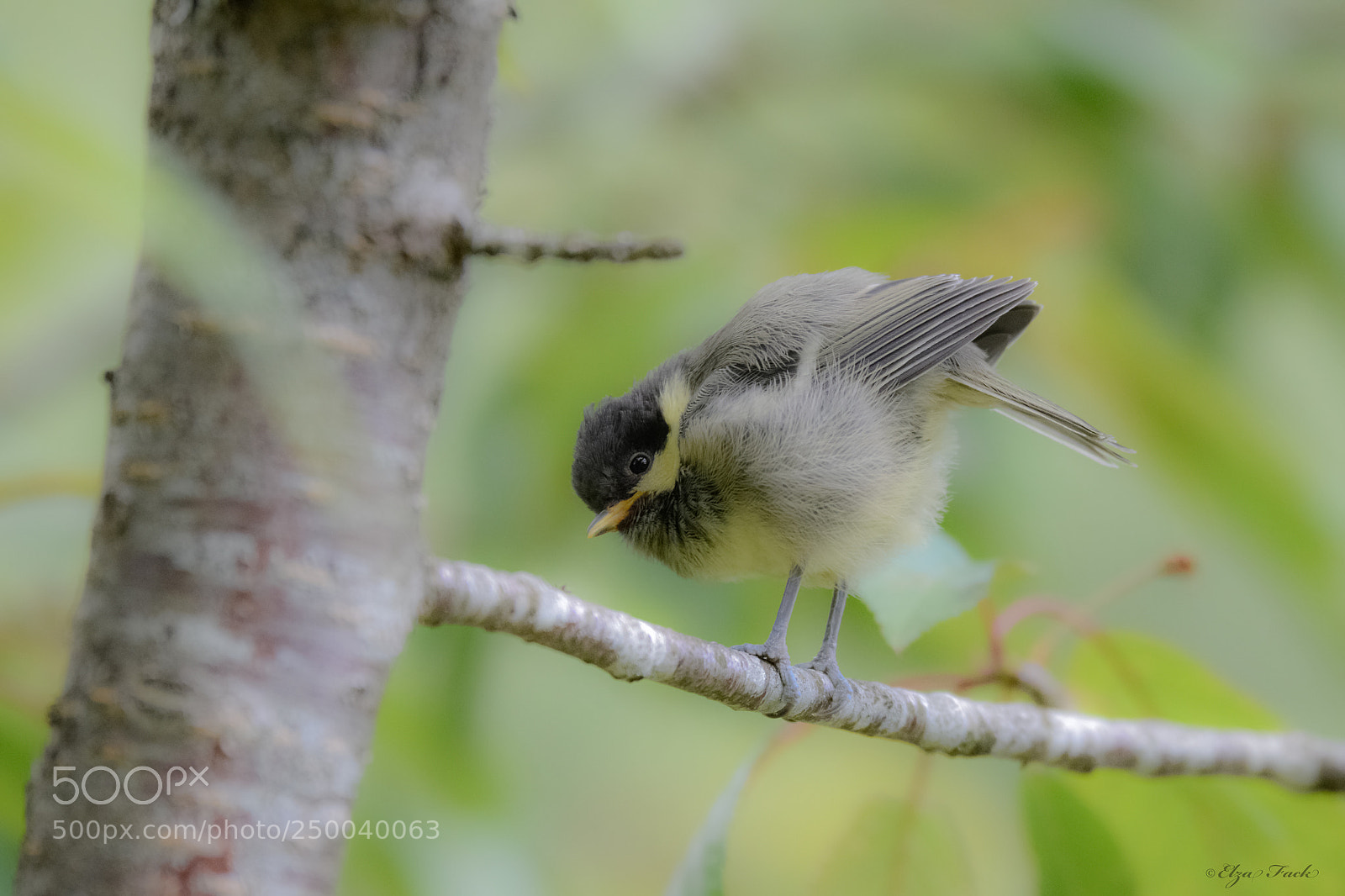 Nikon D800 sample photo. Mésange charbonnière photography