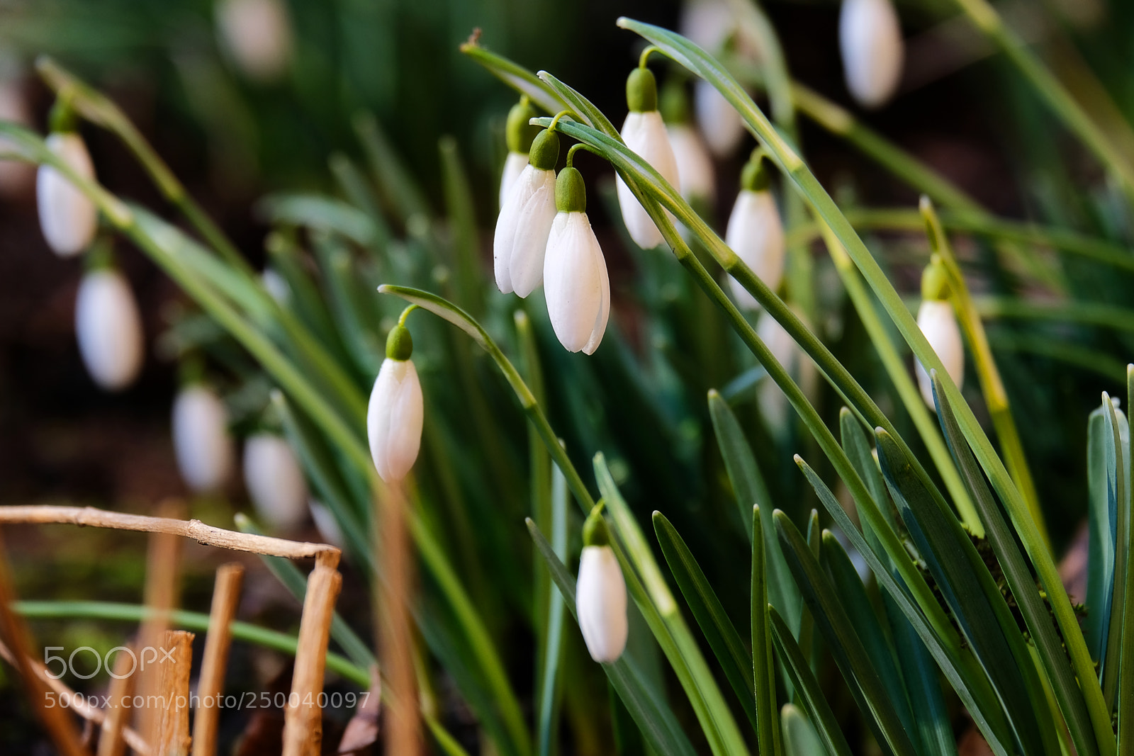 Fujifilm X-T20 sample photo. The first spring snowdrops photography