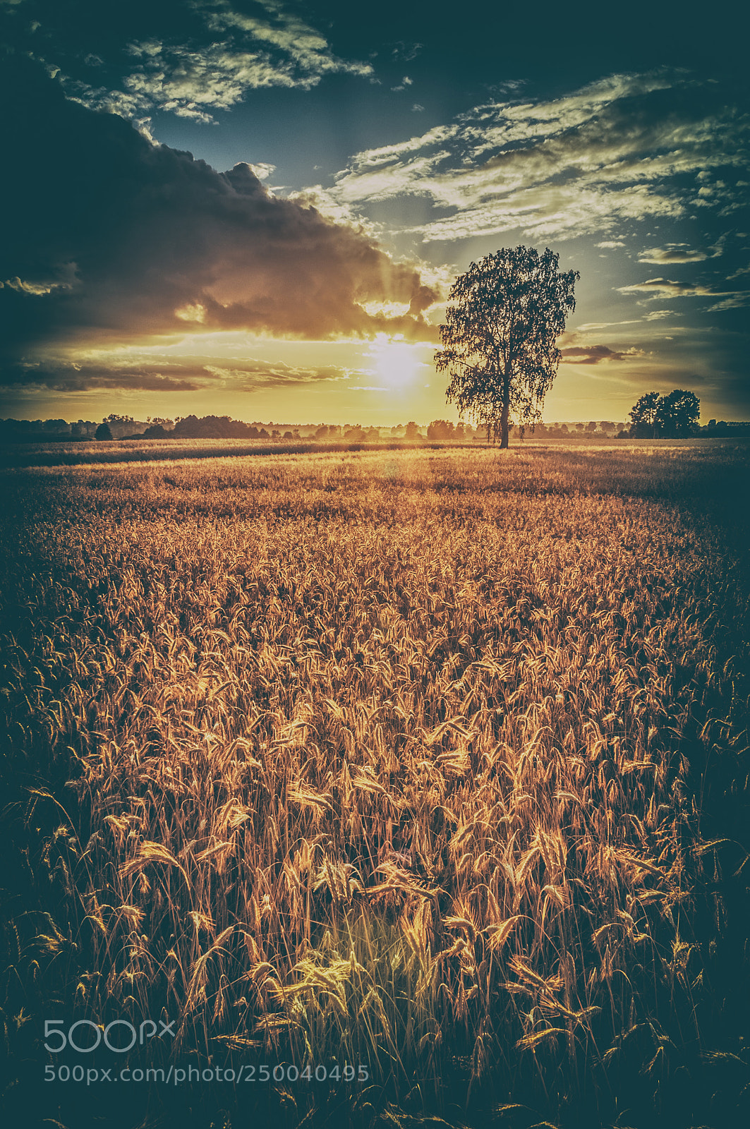 Nikon D300S sample photo. Golden field photography