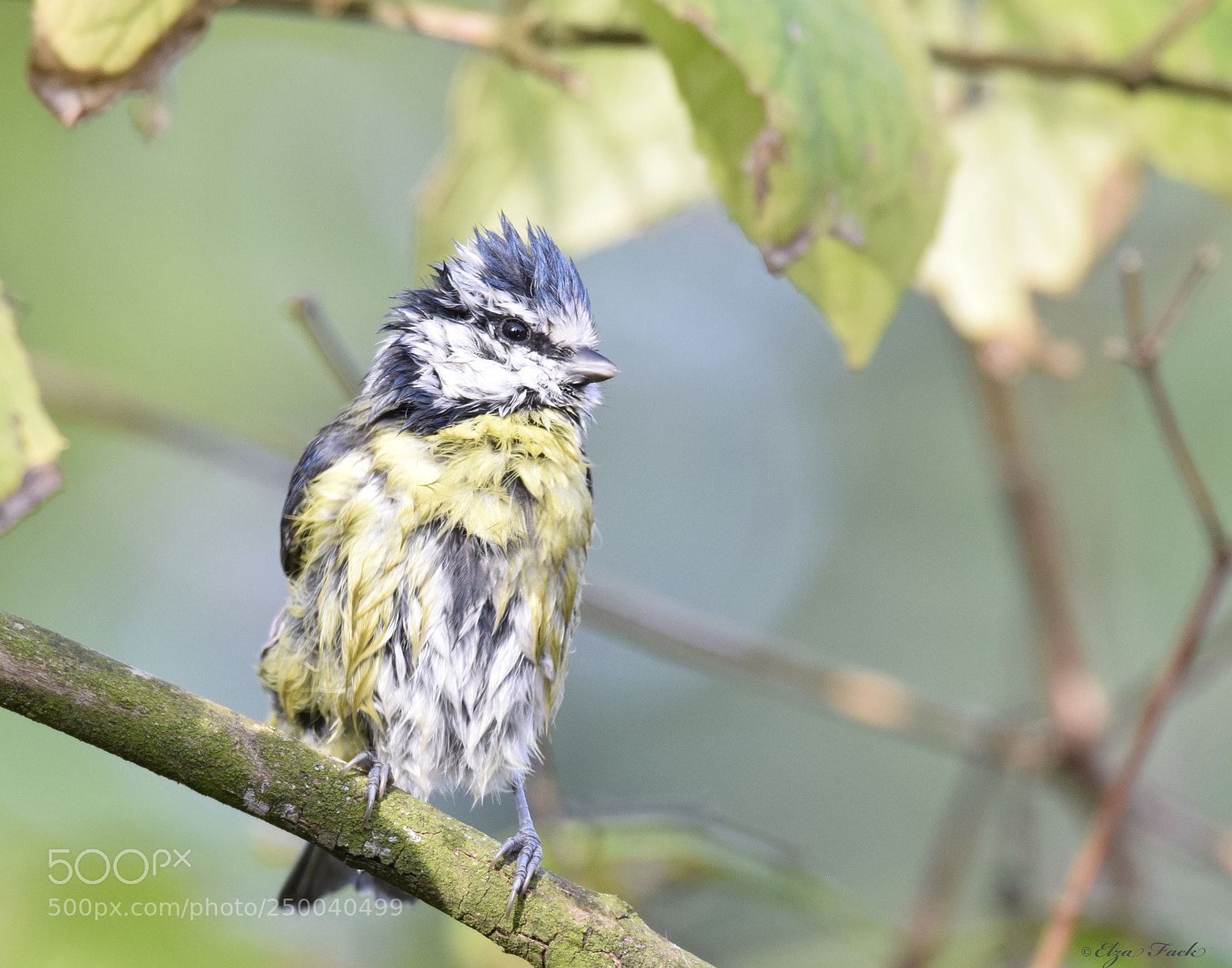 Nikon D5300 sample photo. Mésange bleue photography