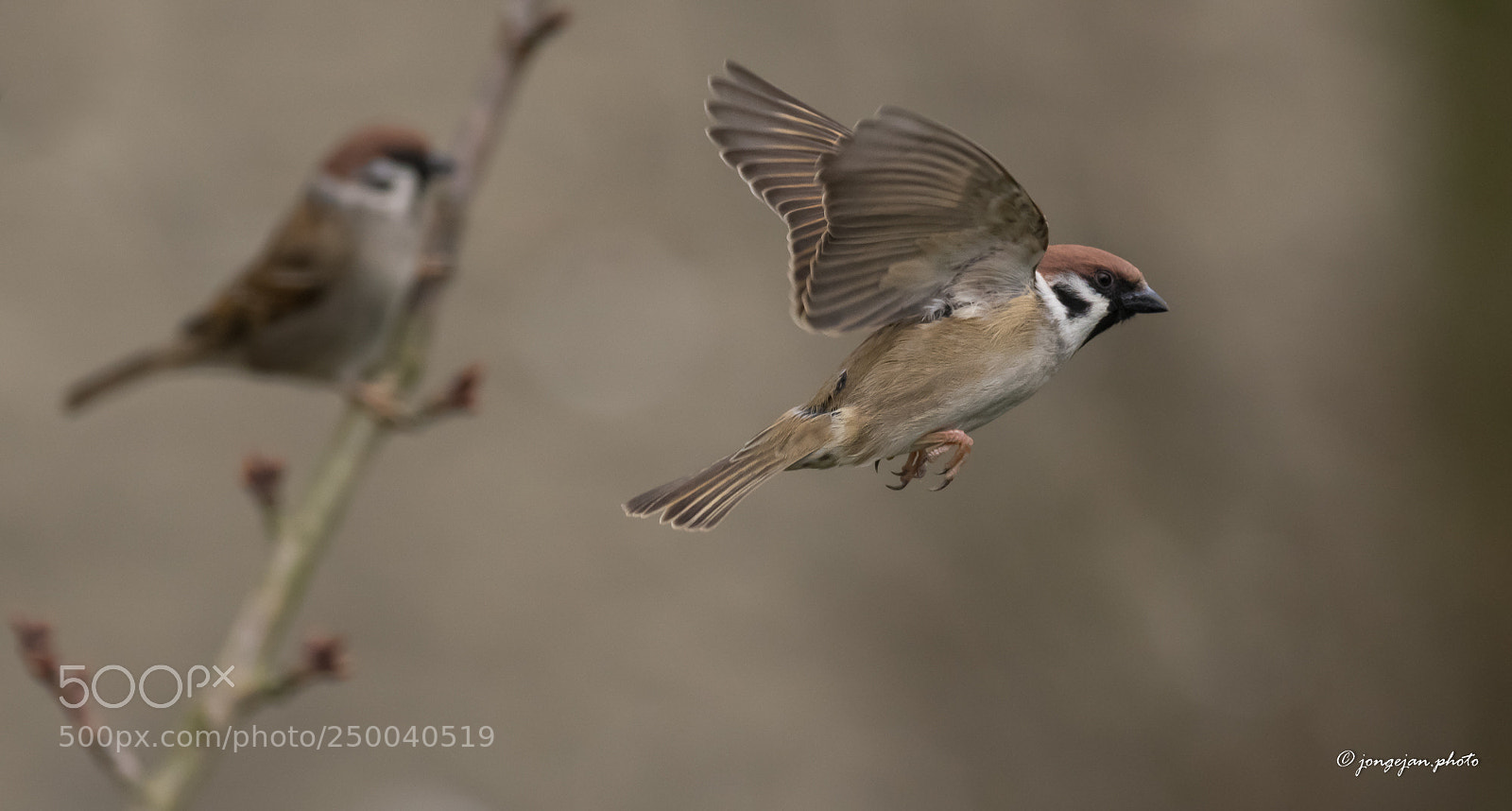 Pentax K-3 II sample photo. Tree sparrow photography