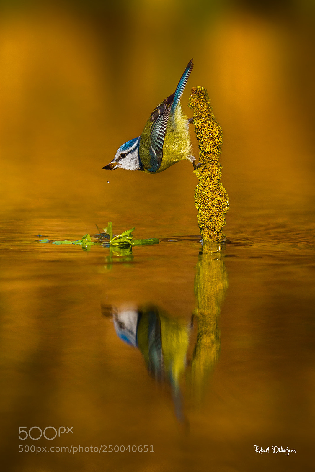 Nikon D810 sample photo. Blue tit in balance photography