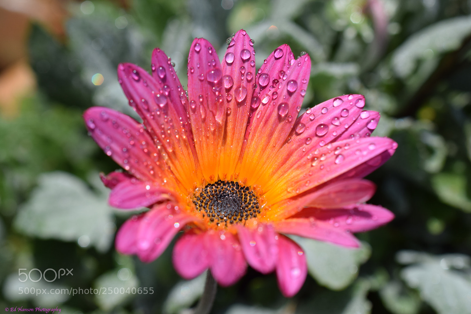 Nikon D3300 sample photo. Taking in some sun photography
