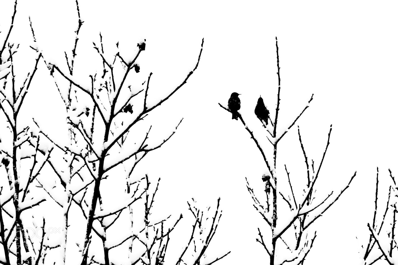 Nikon D300 sample photo. Little silhouettes photography