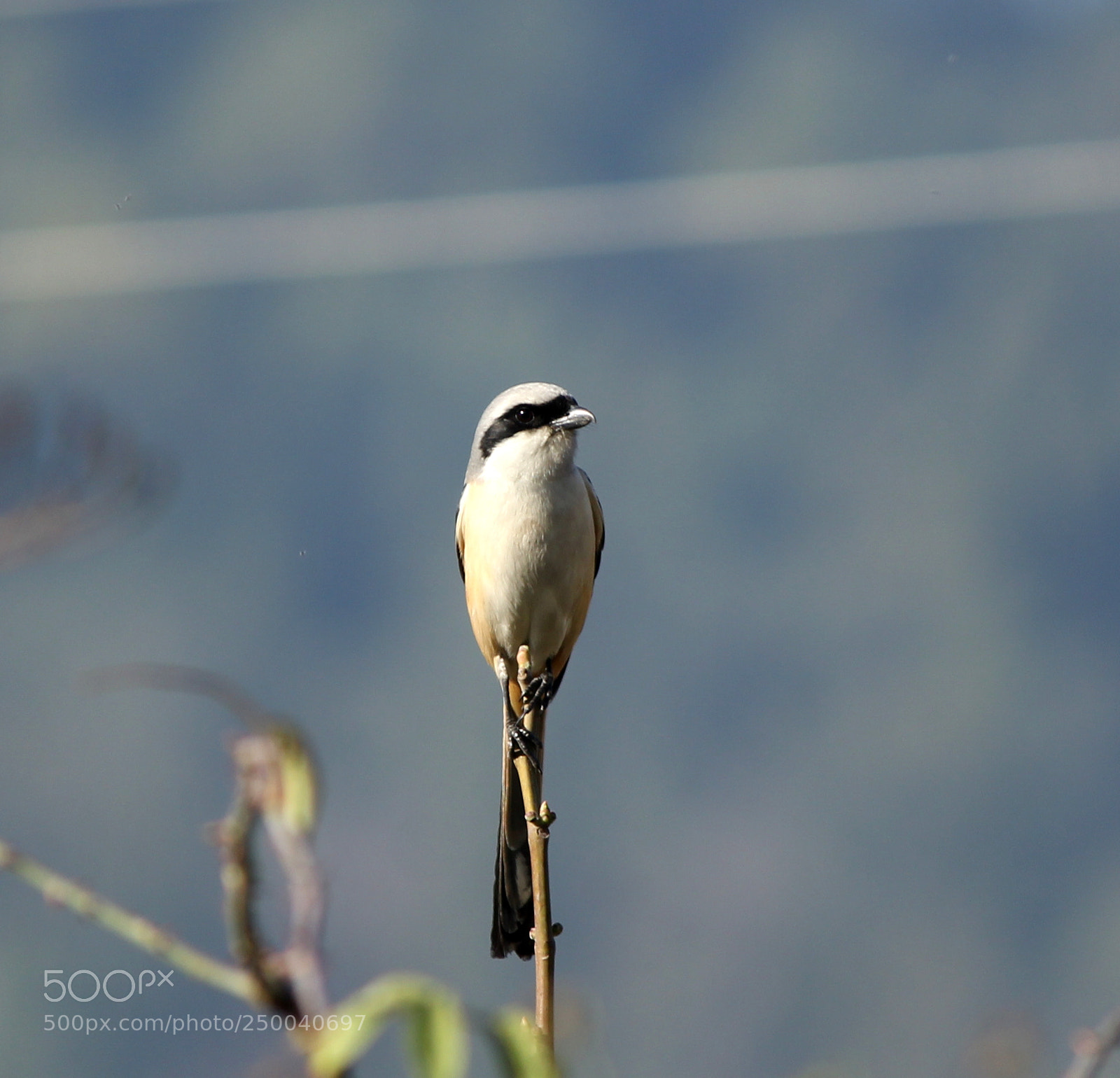Canon EF-S 55-250mm F4-5.6 IS II sample photo. Red backed shrike photography