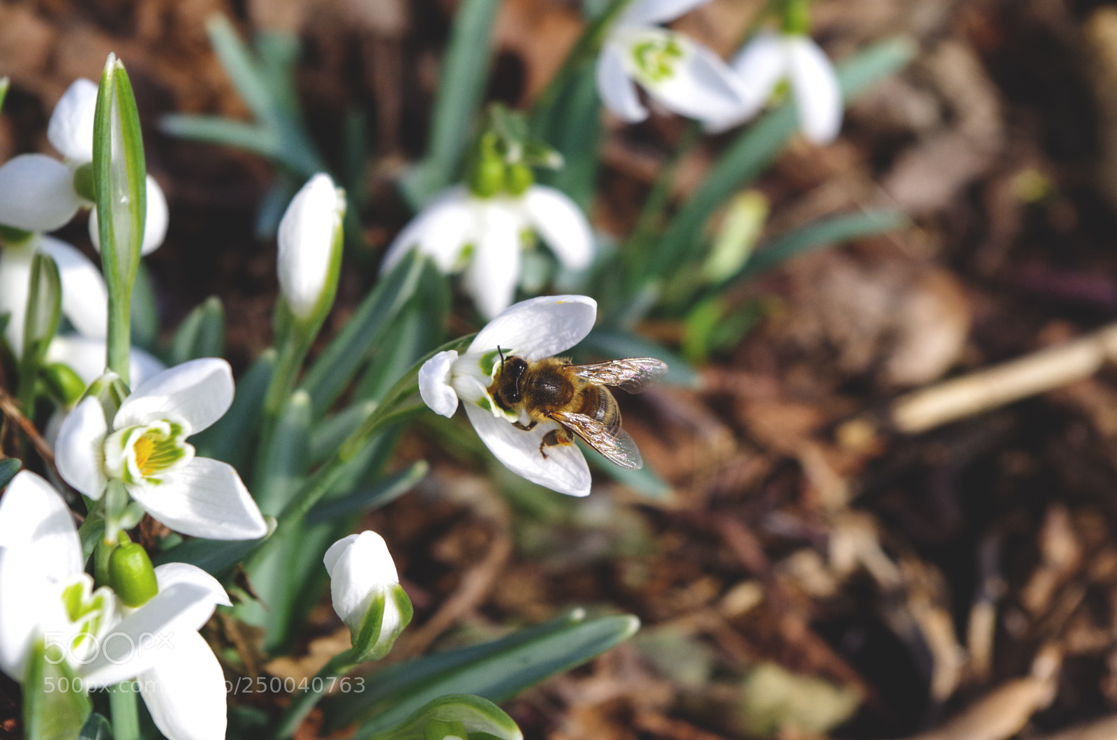 Pentax K-500 sample photo. Spring is here! :) photography