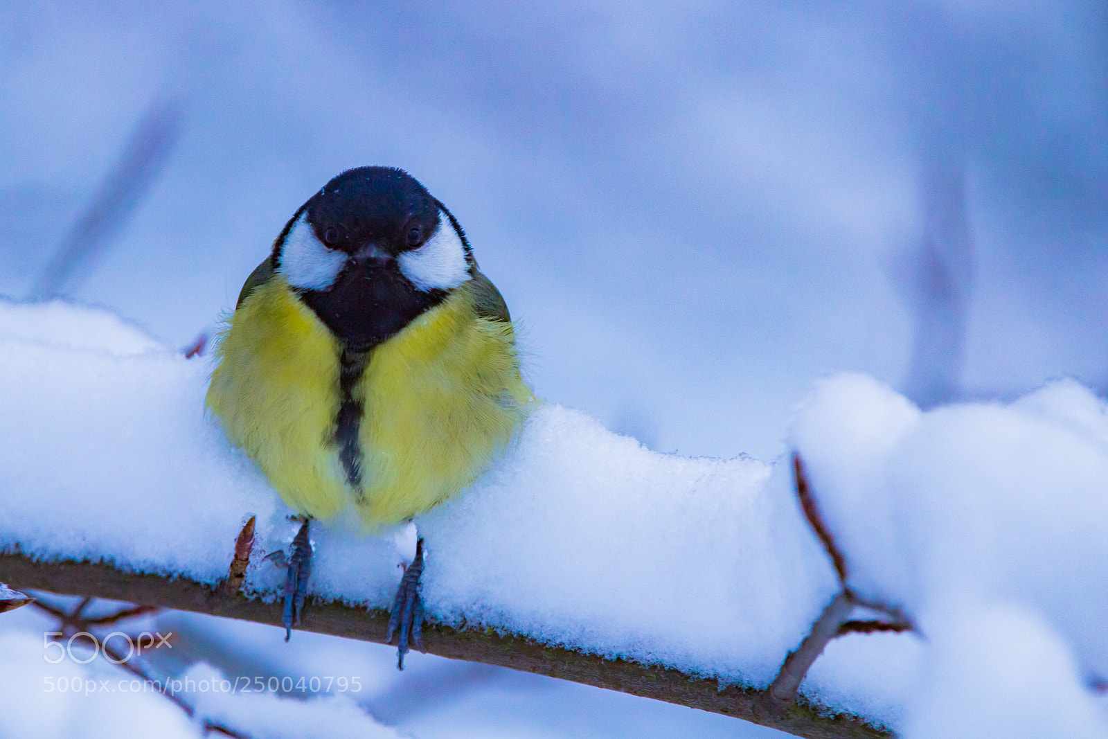 Canon EOS 600D (Rebel EOS T3i / EOS Kiss X5) sample photo. Sitting in the snow photography