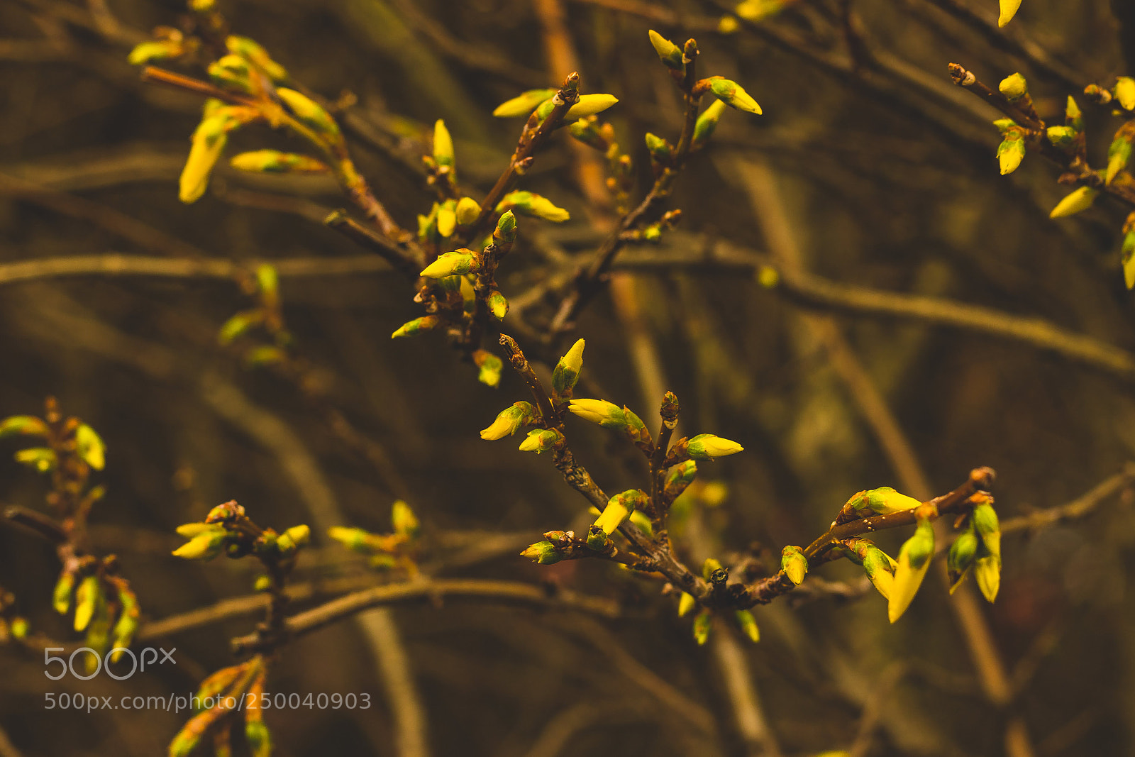 Canon EOS 80D sample photo. Spring photography