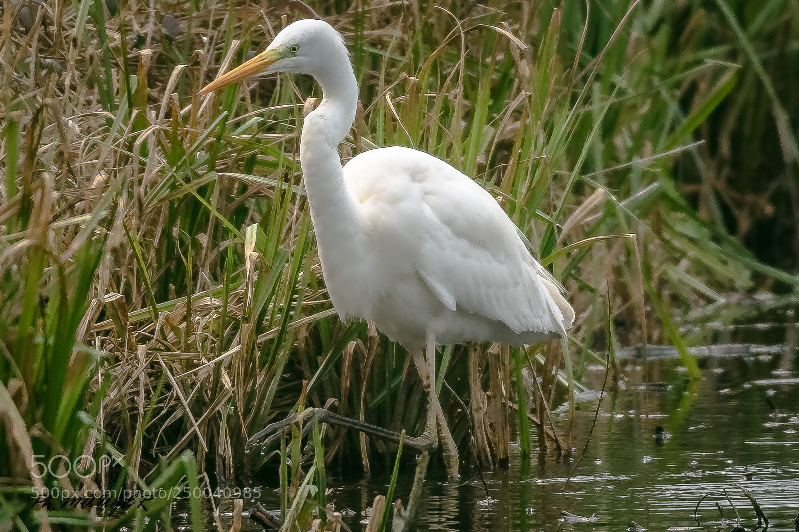 Canon EOS 7D Mark II sample photo. Grande aigrette photography