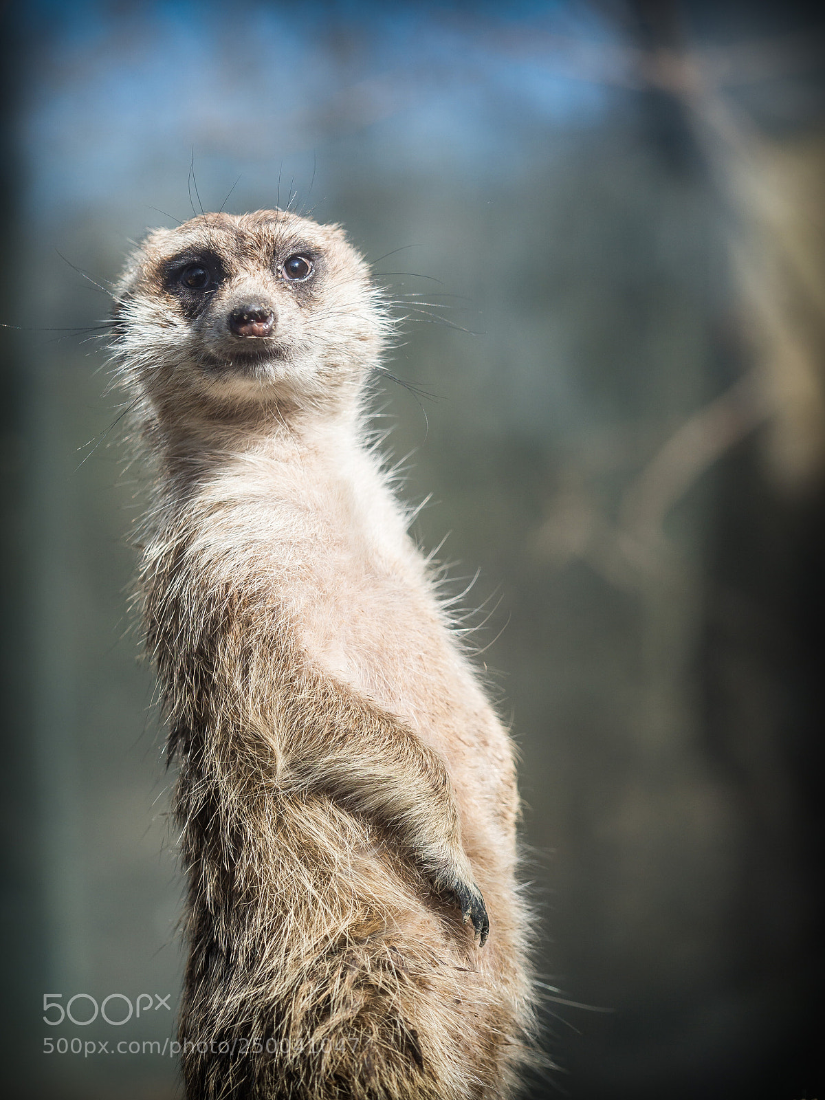 Olympus OM-D E-M10 II sample photo. The meerkat or suricate photography