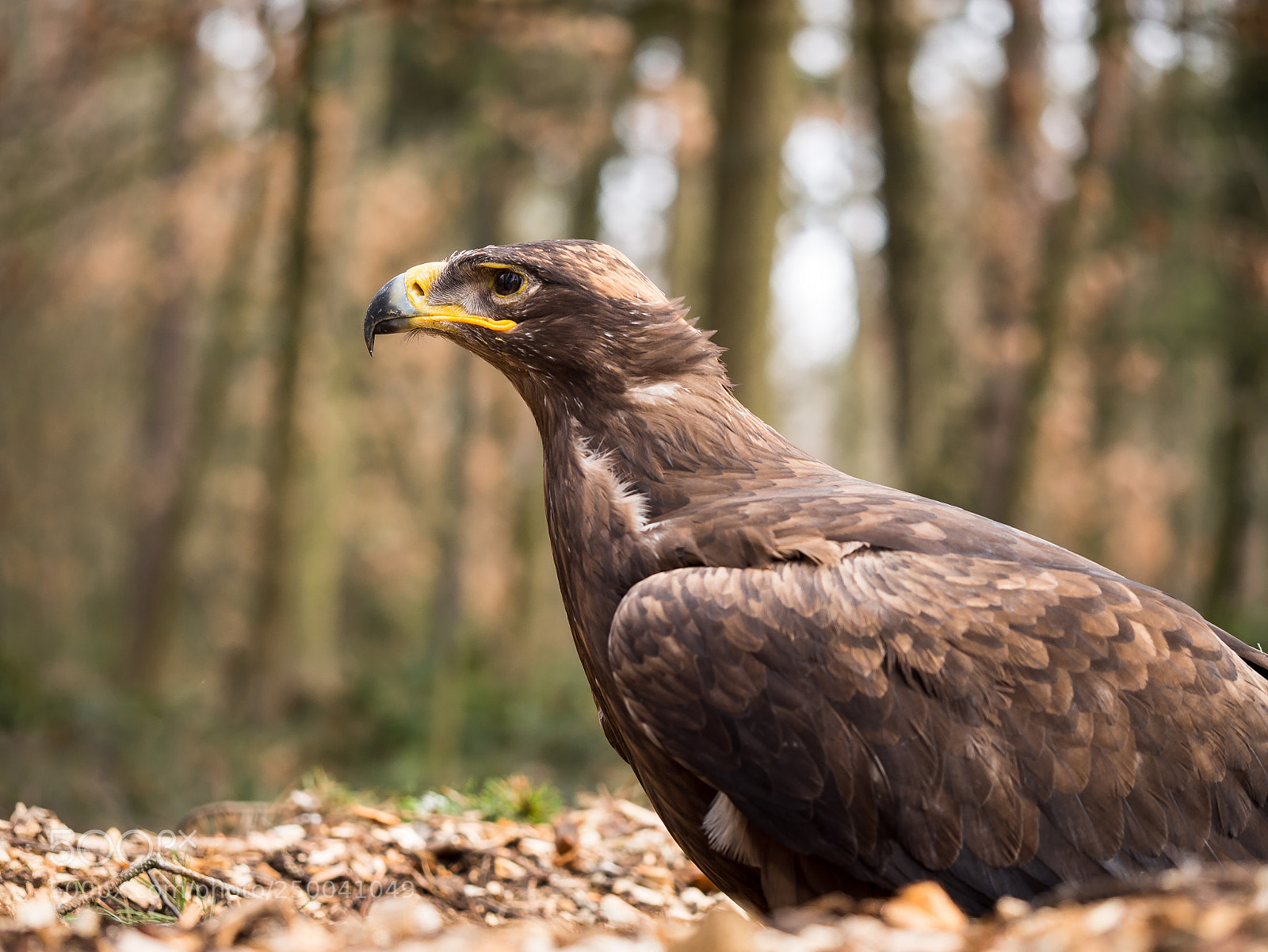 Olympus OM-D E-M10 II sample photo. Eagle sitting on a photography