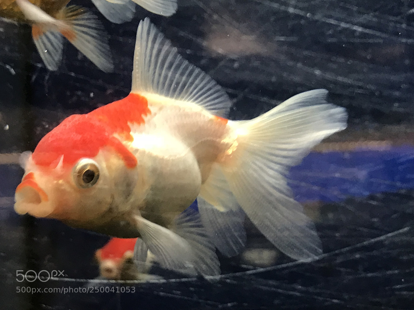 Apple iPhone 7 Plus sample photo. Red white  photography