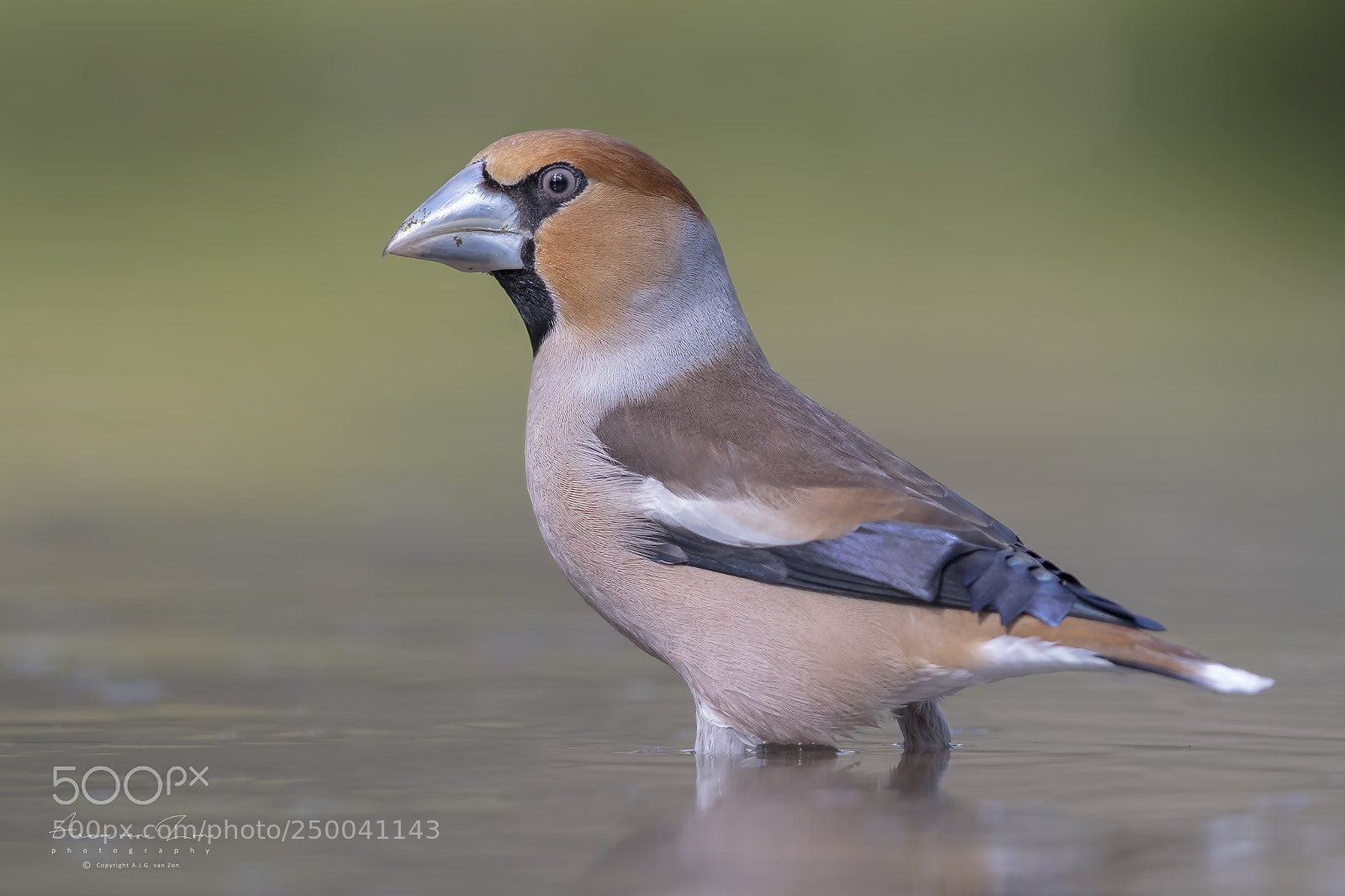 Canon EOS-1D X Mark II sample photo. Hawfinch... photography
