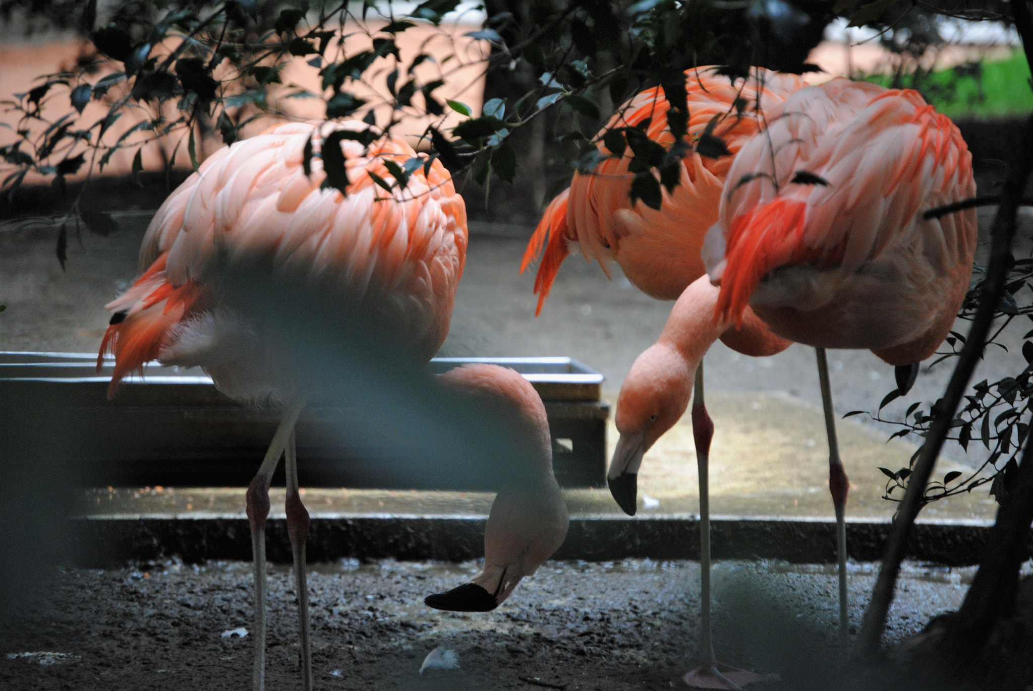 Nikon D3000 sample photo. Pink flamingos iii photography