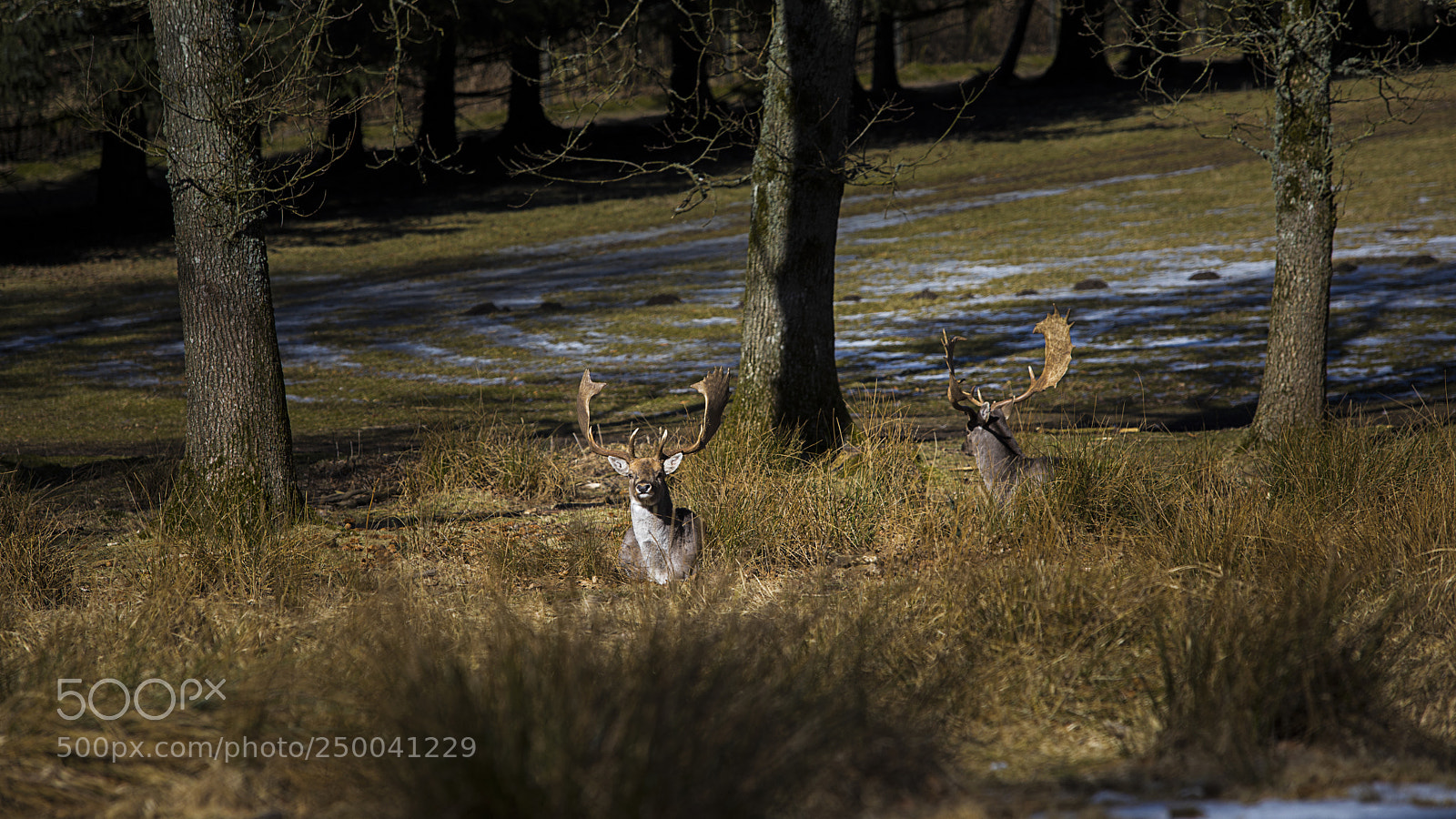 Canon EOS 5D Mark IV sample photo. Fallow deer in the photography