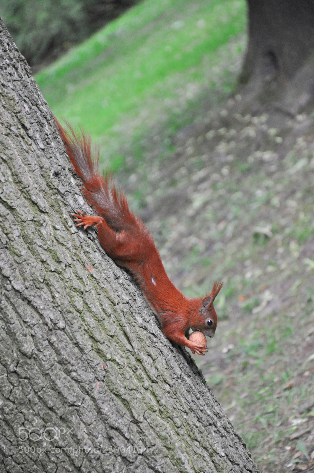 Nikon D5000 sample photo. Rodent photography