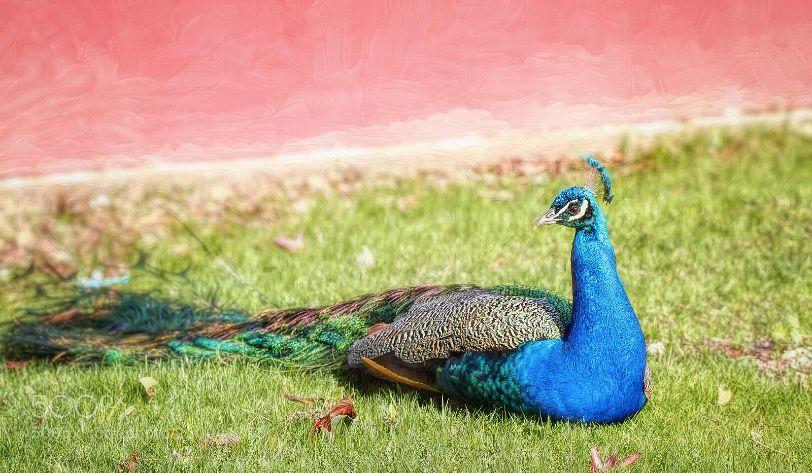 Canon EOS 70D sample photo. Splendor in the grass photography