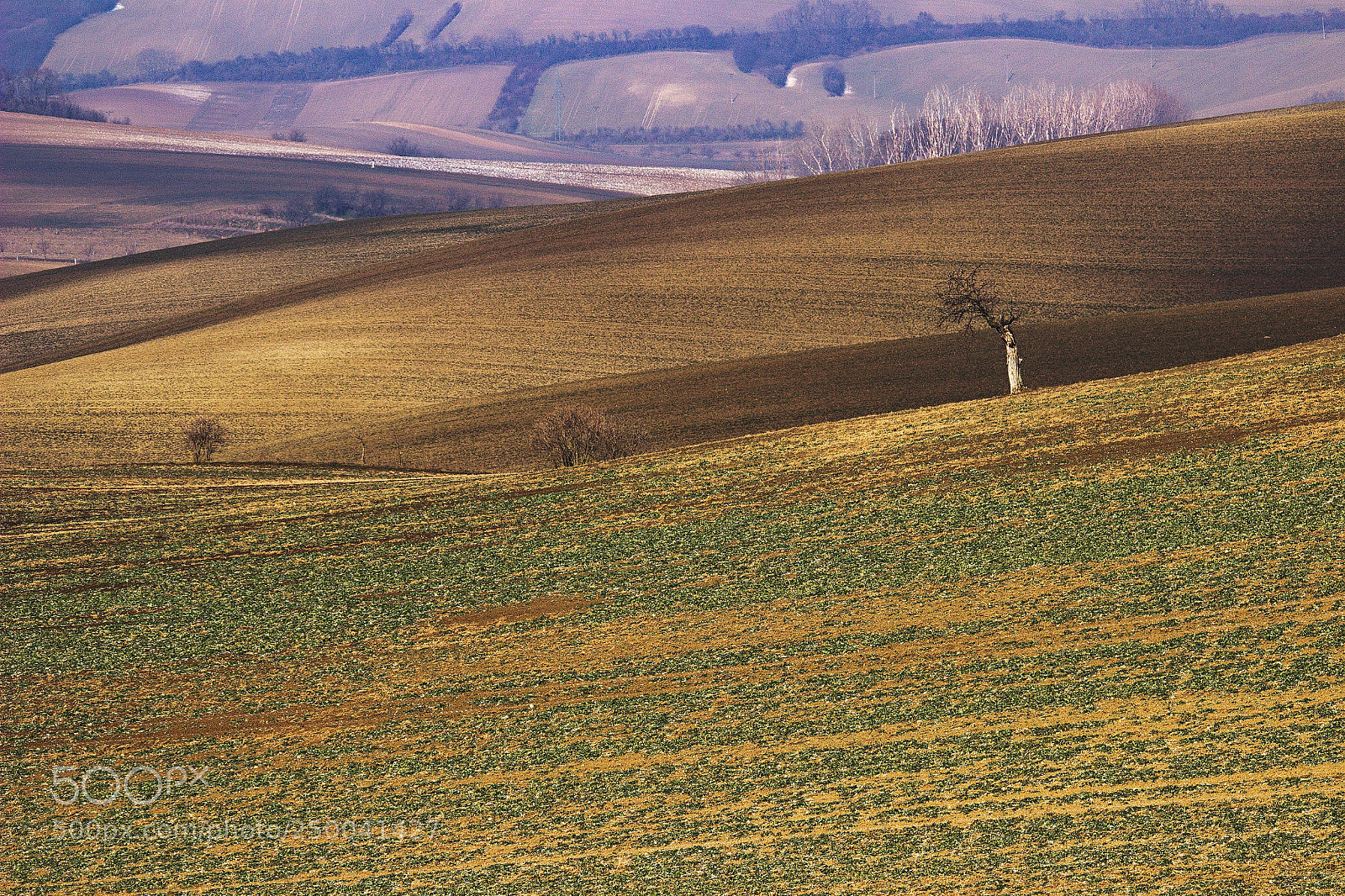 Canon EOS 600D (Rebel EOS T3i / EOS Kiss X5) sample photo. Loner - moravian tuscany photography