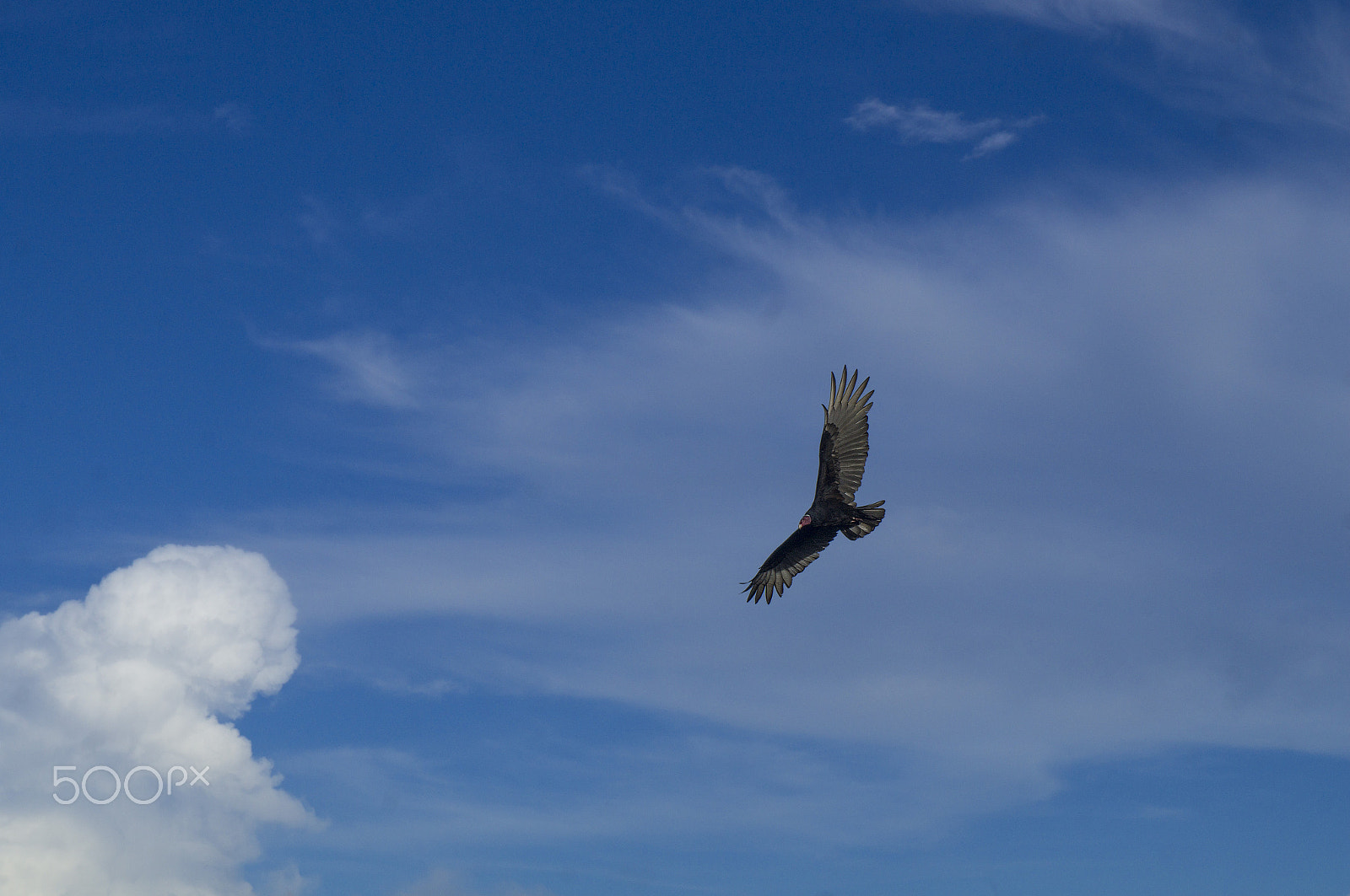 Sony Alpha NEX-F3 sample photo. Flying high photography