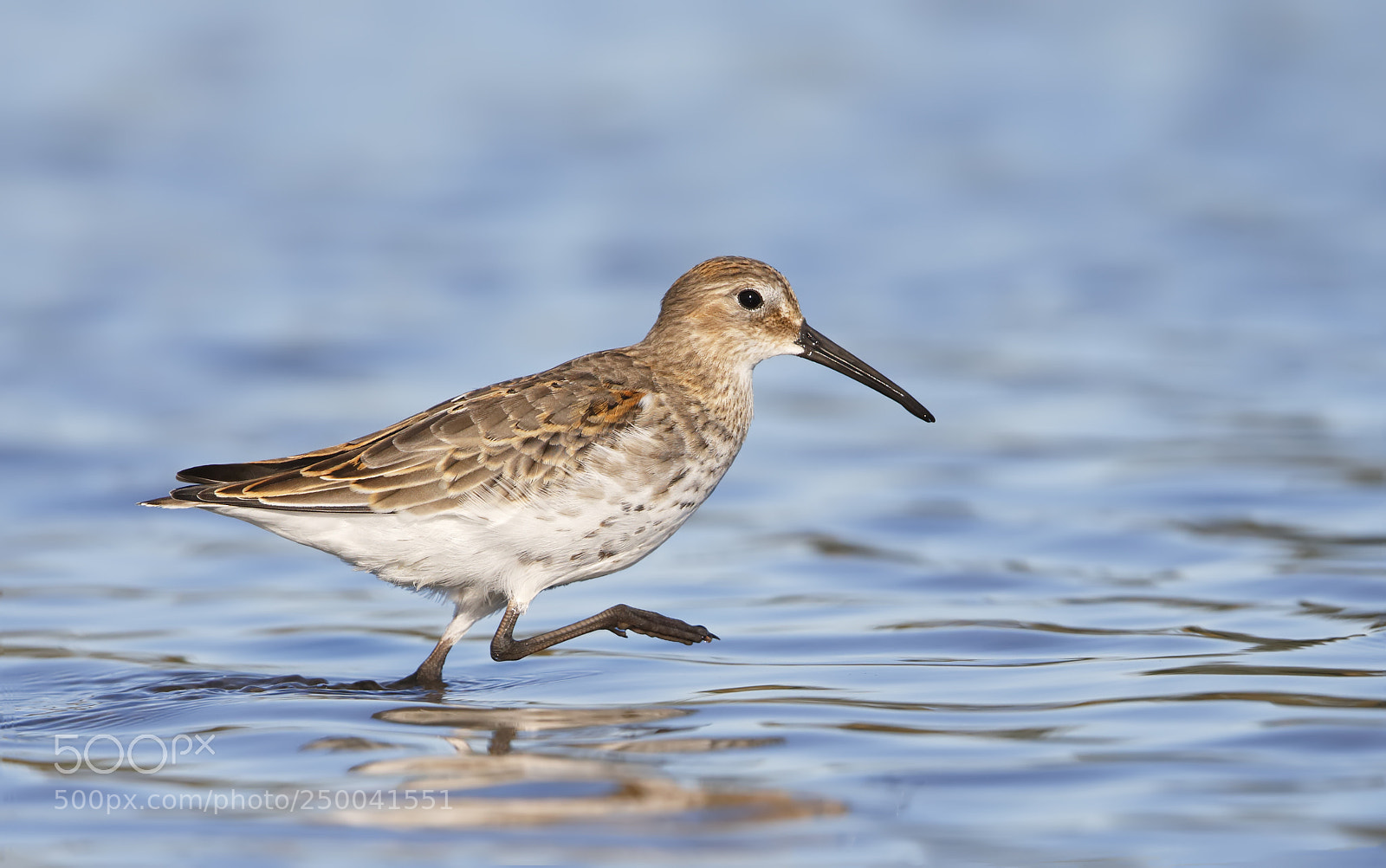 Canon EOS-1D X sample photo. Dunlin photography