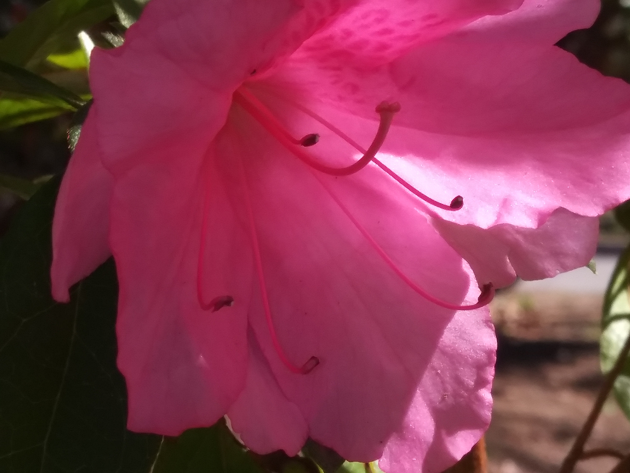 LG K8(2018) sample photo